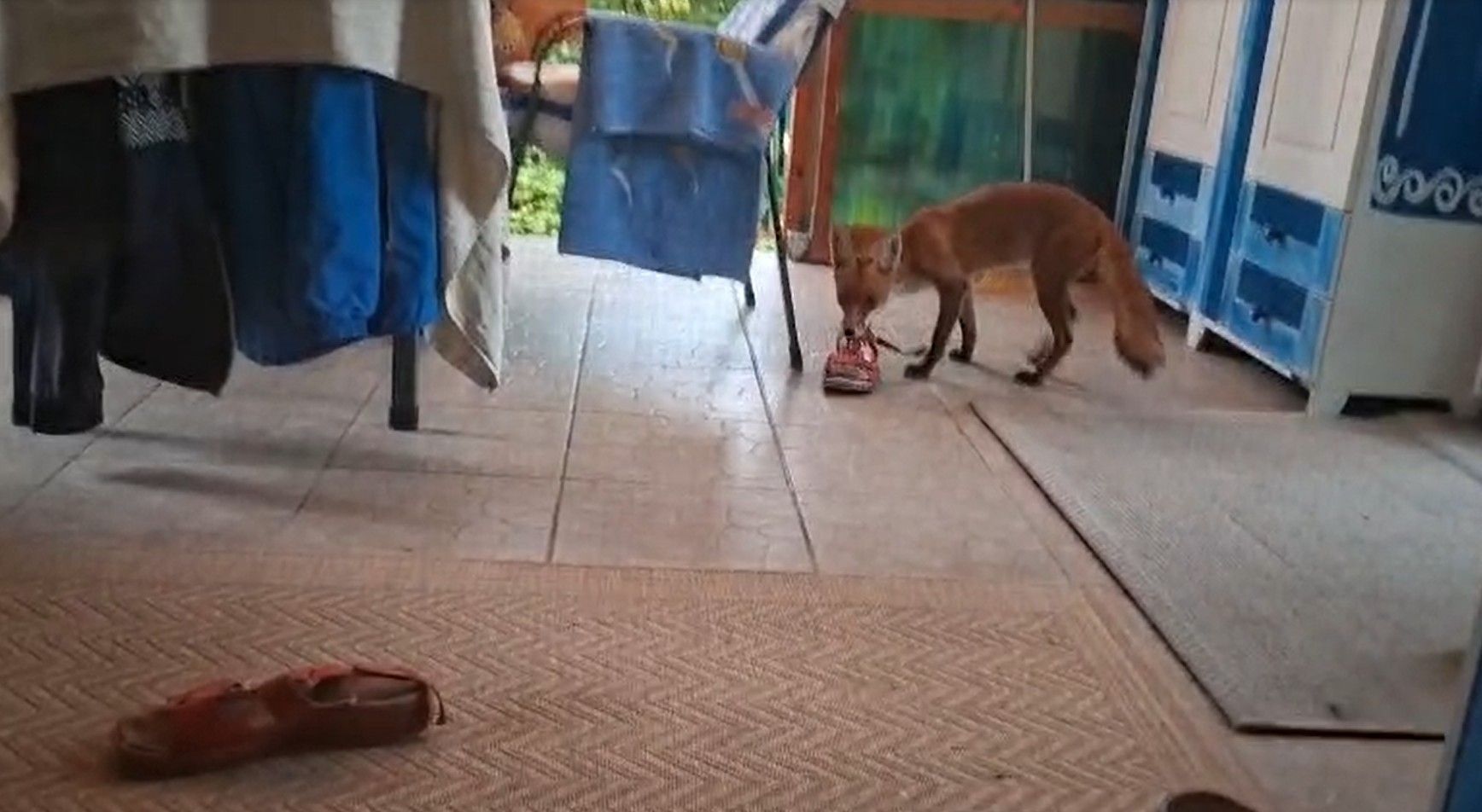 Heute.at - Fuchs auf Beutezug! Dieb stiehlt Schlapfen aus Garten
