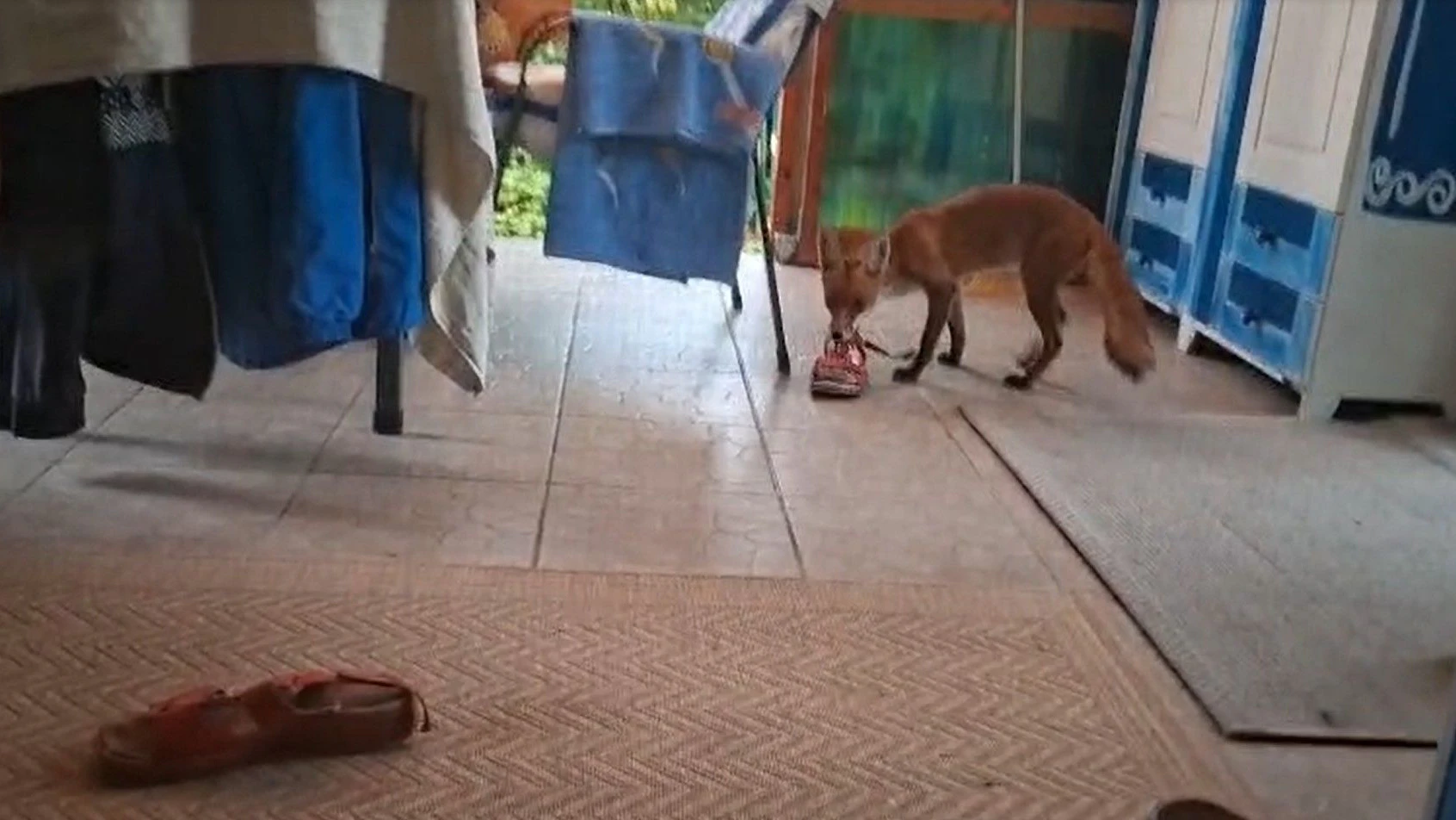 Heute.at - Fuchs auf Beutezug! Dieb stiehlt Schlapfen aus Garten