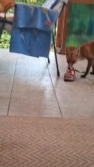 Fuchs in Wien sorgt erneut für Aufsehen: Nachdem er Schlapfen und Geldbörse stahl, rätseln Anrainer über die kuriosen Beutezüge des Wildtiers.