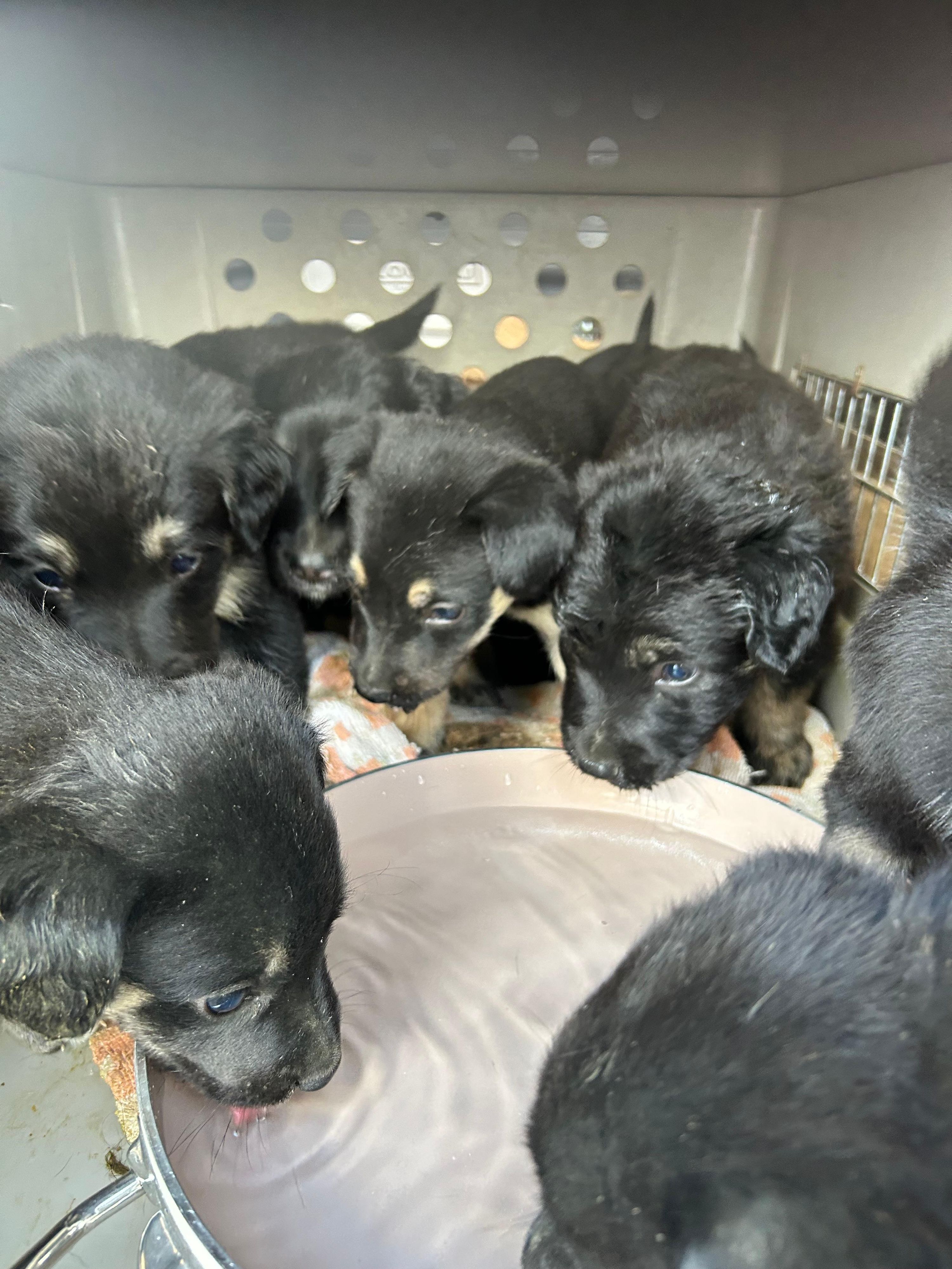 Bei einer Schwerpunktaktion auf der A4 machten Polizisten eine erschütternde Entdeckung. Acht Hundewelpen mussten sofort versorgt werden.