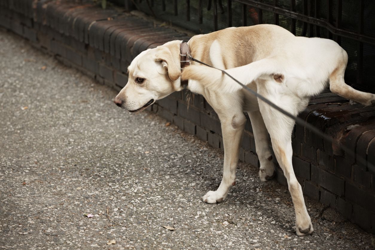 Heute.at - Ohne Wasserflasche zahlen Hundehalter hier hohe Strafen