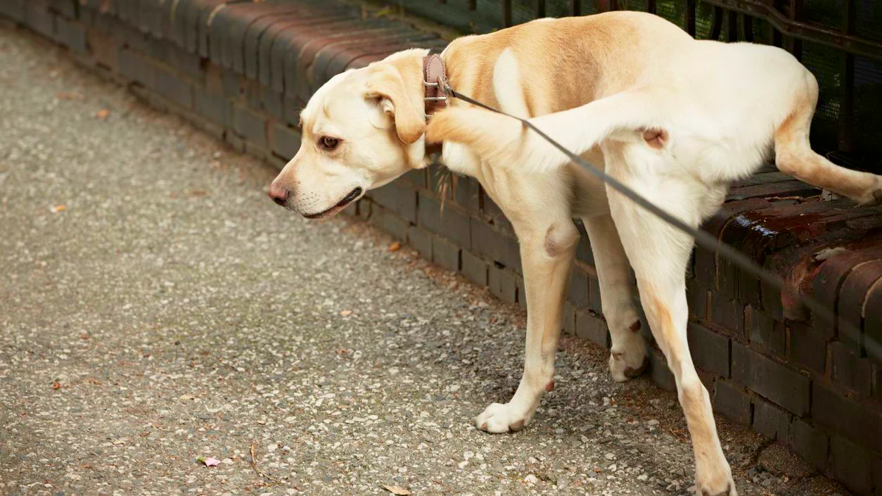 Heute.at - Ohne Wasserflasche zahlen Hundehalter hier hohe Strafen