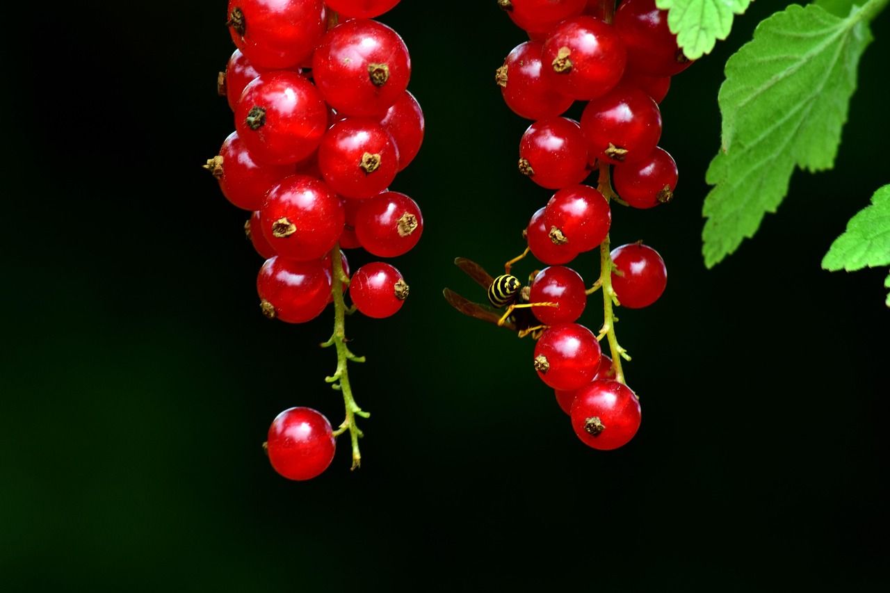 Johannisbeeren locken Wespen an