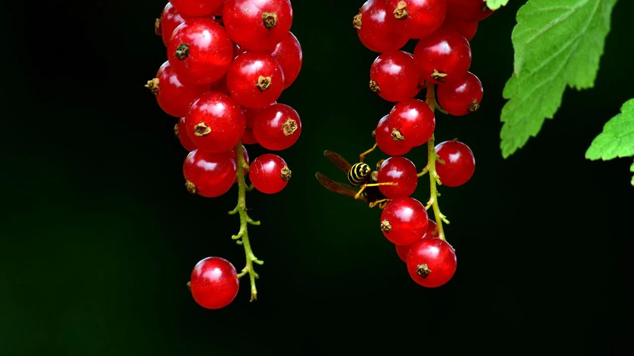 Heute.at - Wespen im Garten: Was du niemals tun solltest