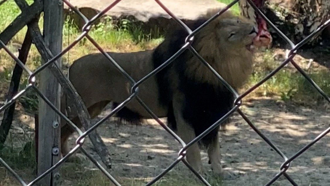 Berberlöwen gelten in der freien Wildbahn als ausgestorben.