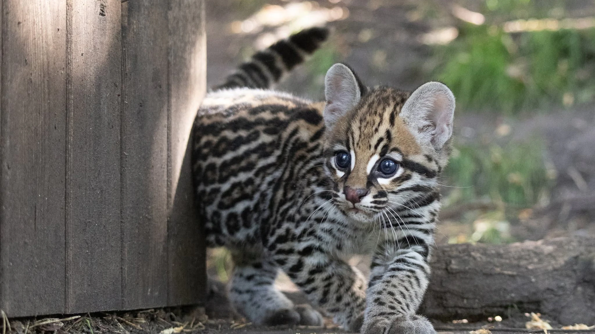 Heute.at - Tapsiger Baby-Ozelot im weißen Zoo macht große Augen