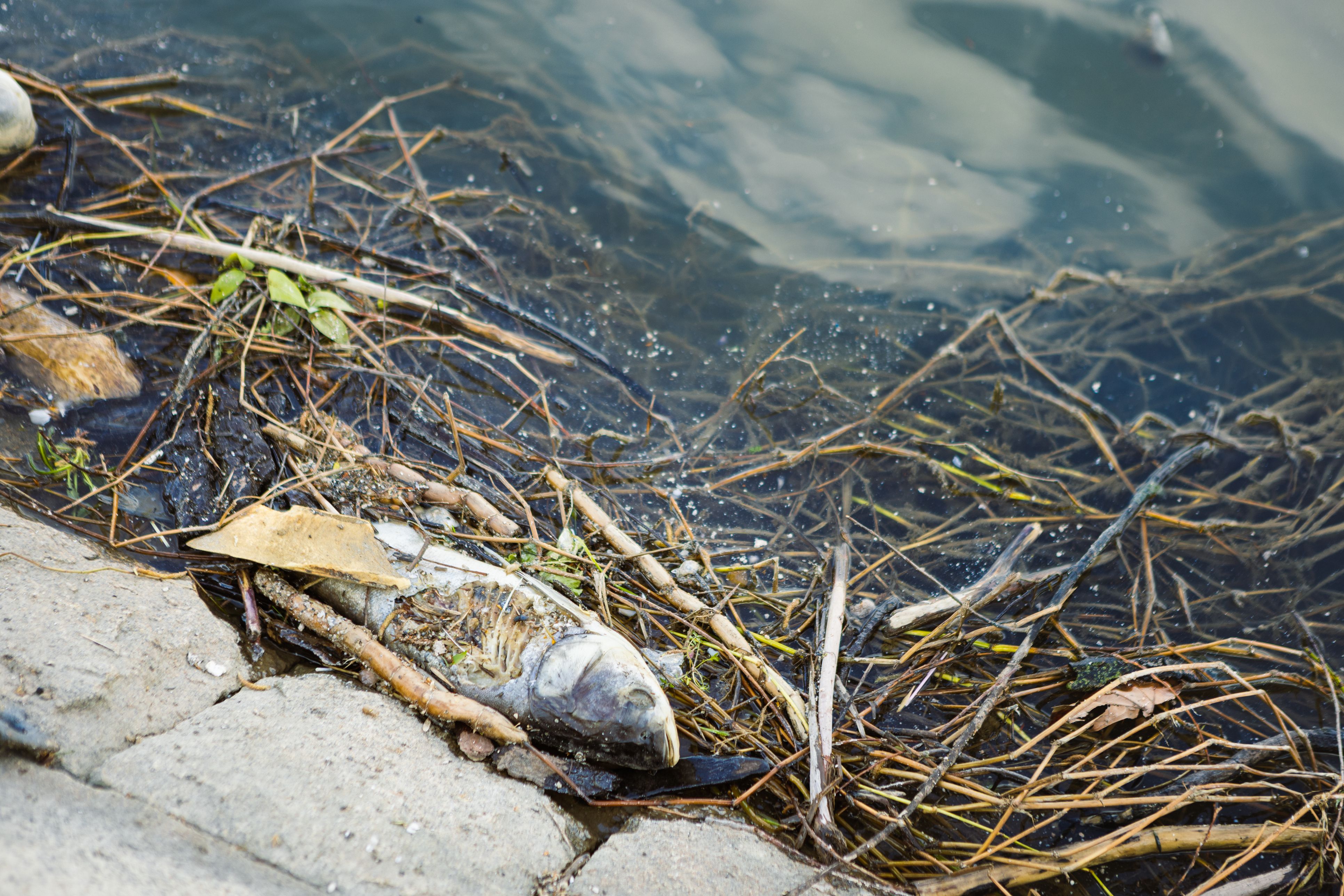 Symbolbild eines toten Fisches