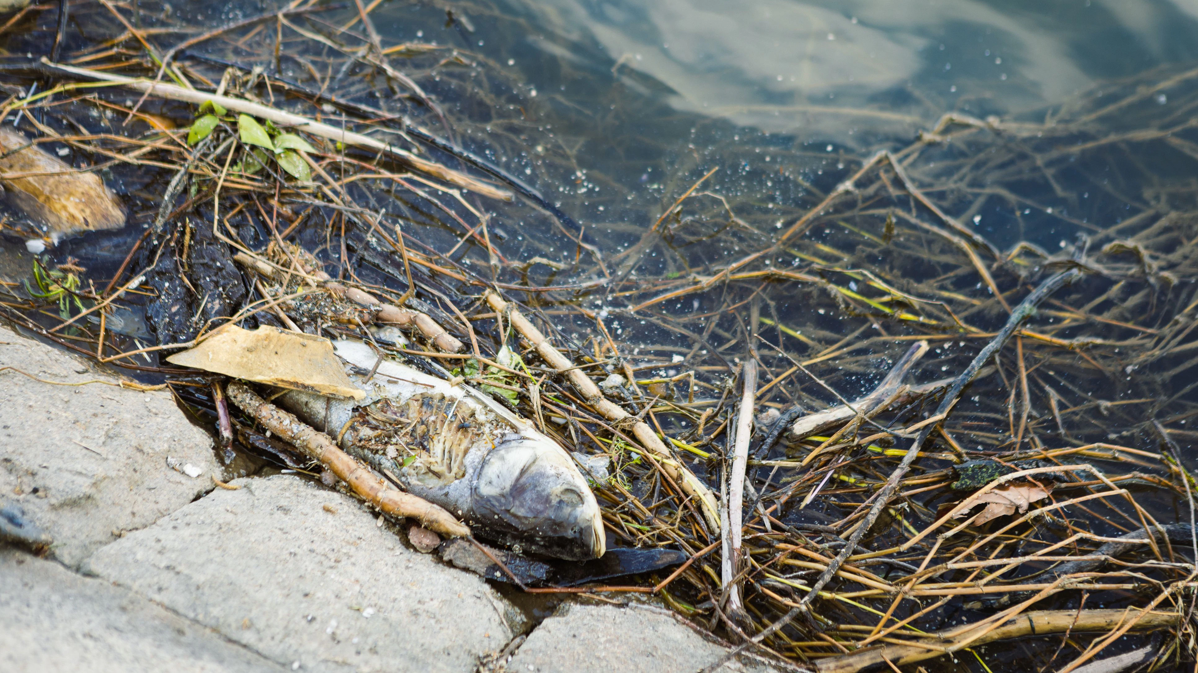 Heute.at - Donau auf Rekordtief – Fische kämpfen ums Überleben