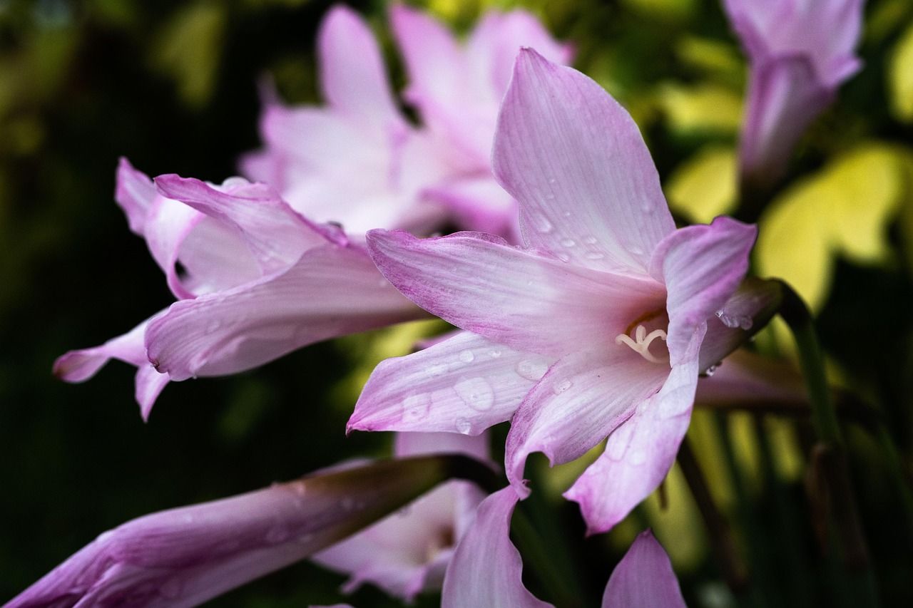 Trauerblumen