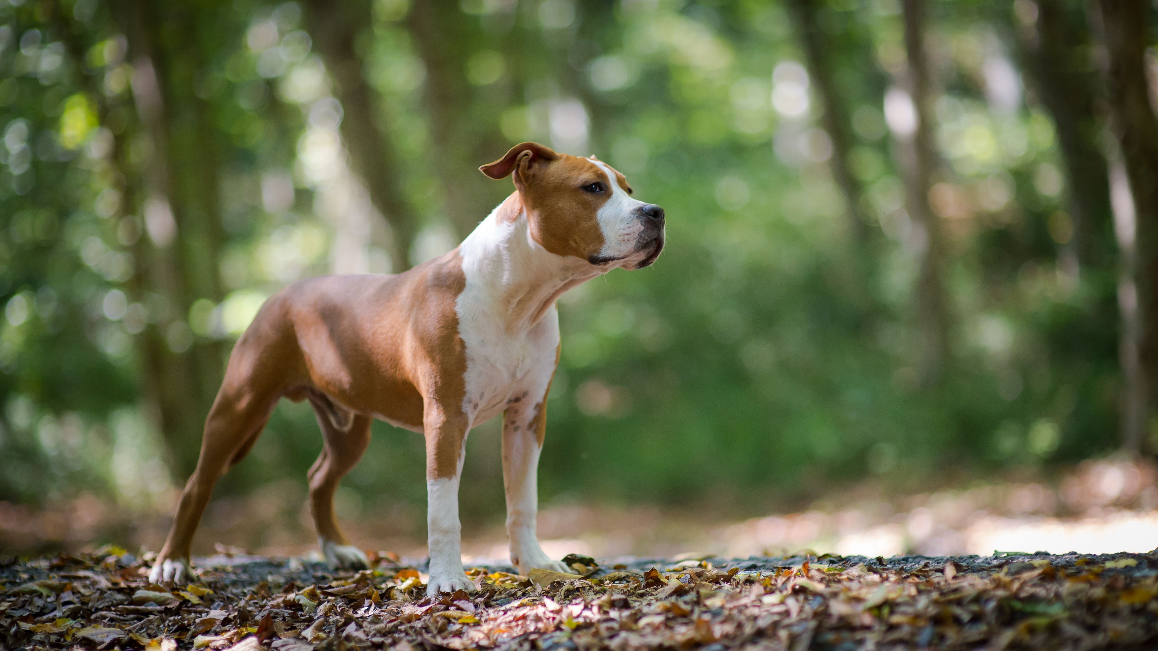 Beim Hund handelt es sich laut Ermittlern um einen American Stafford.