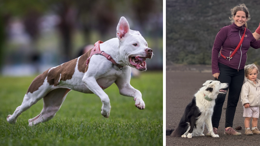 Die Hundetrainerin spricht über Hundebisse im eigenen Haushalt.
