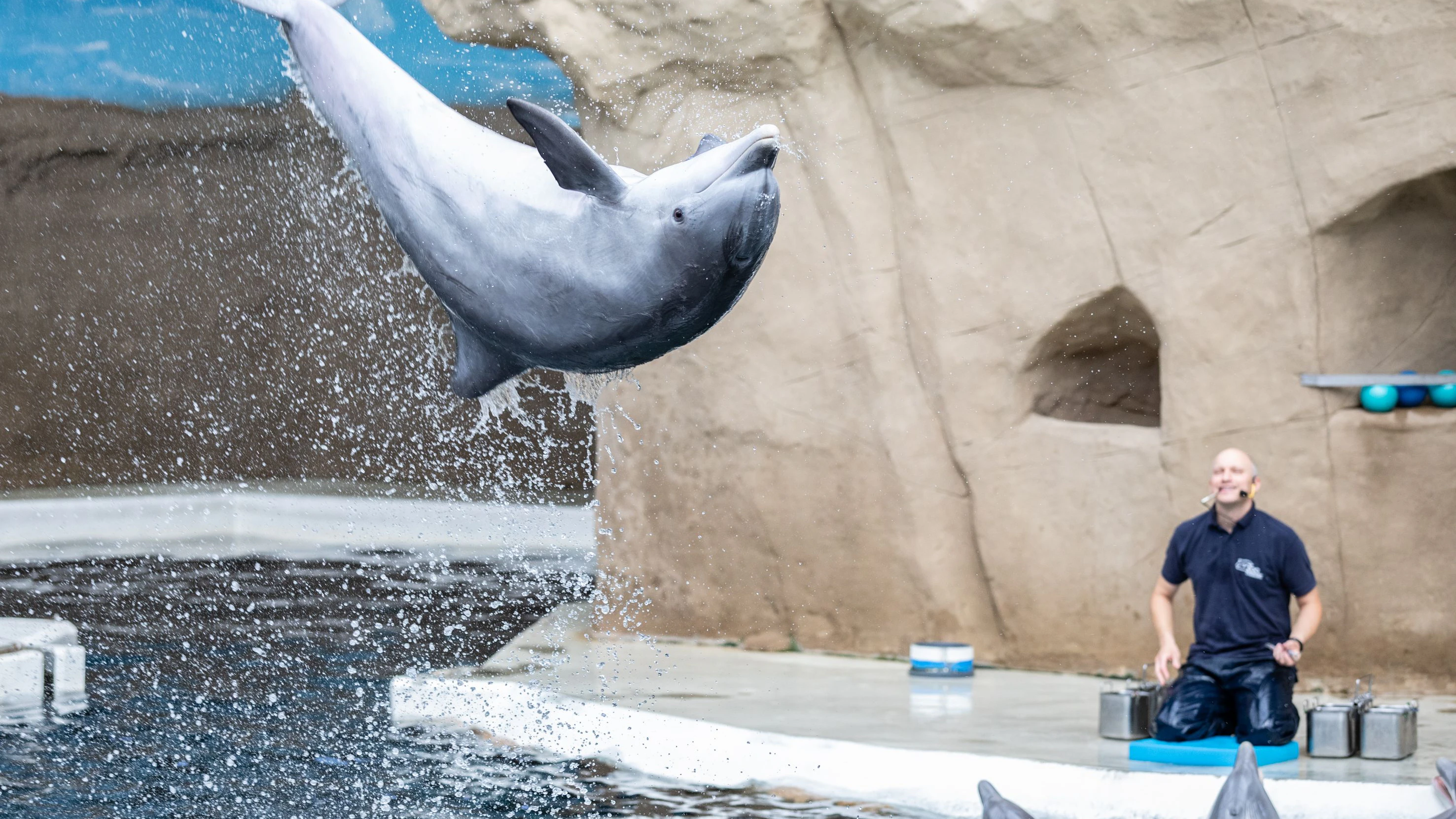 Heute.at - Delfin-Show eskaliert – Aktivisten springen ins Becken
