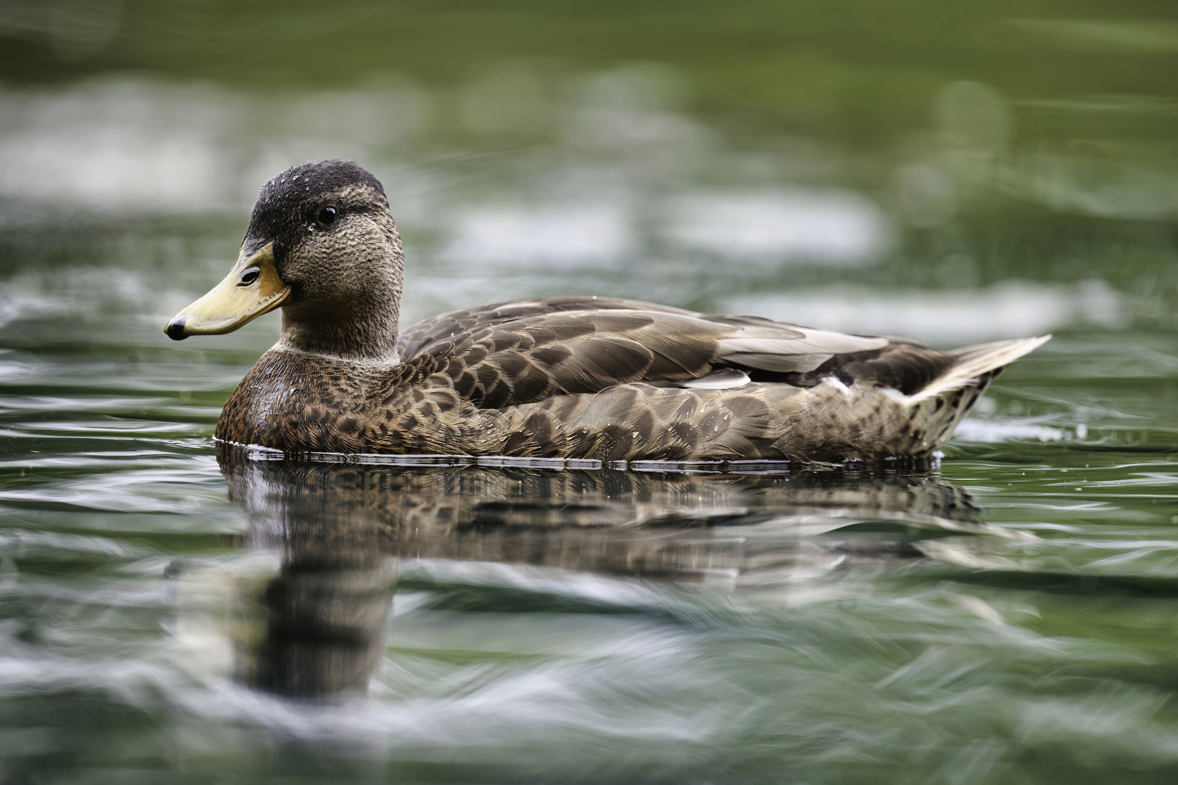 Symbolbild einer Ente in einem Badeteich