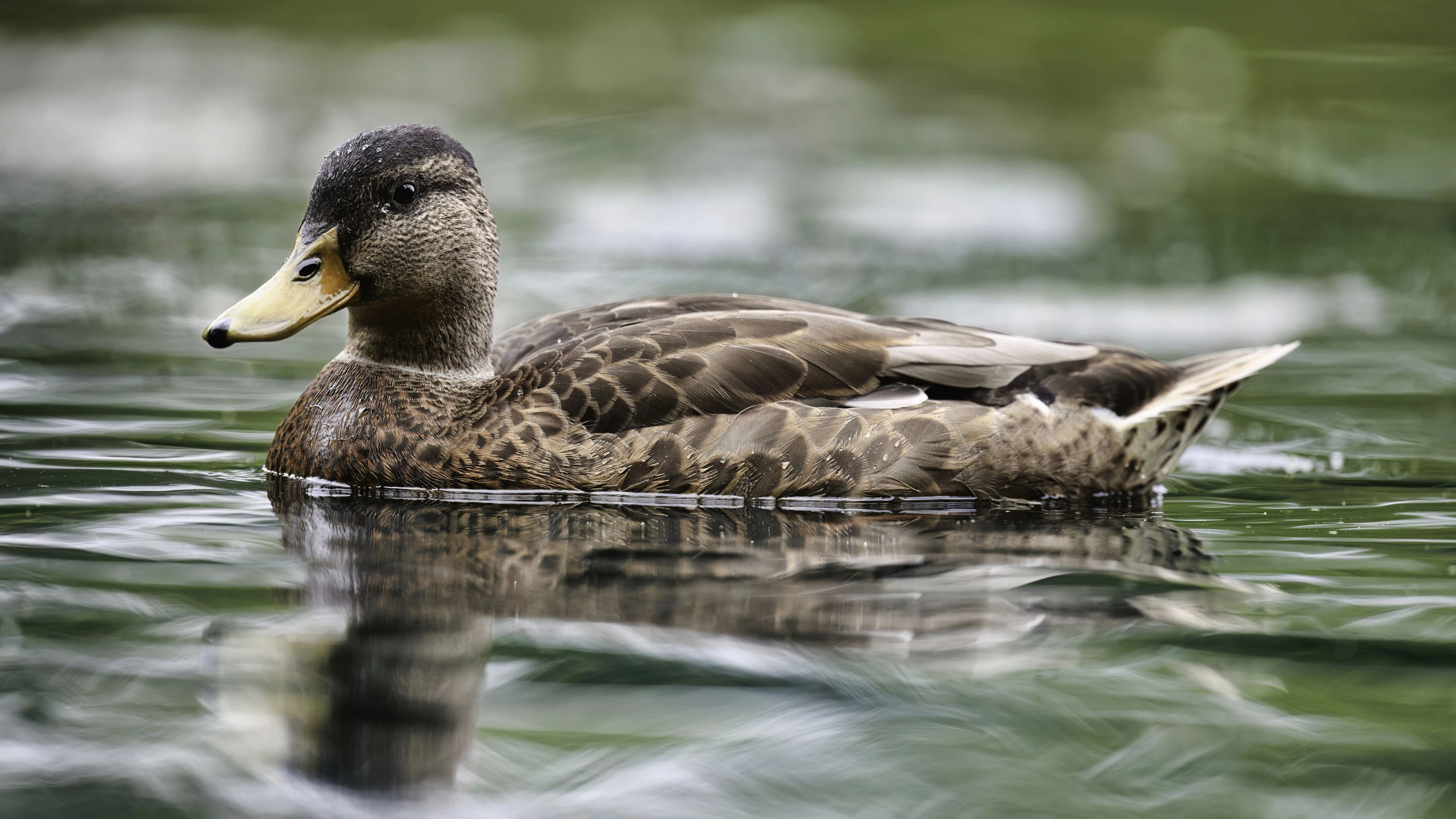 Heute.at - Tote Enten – Beliebter Badeteich vorsorglich gesperrt