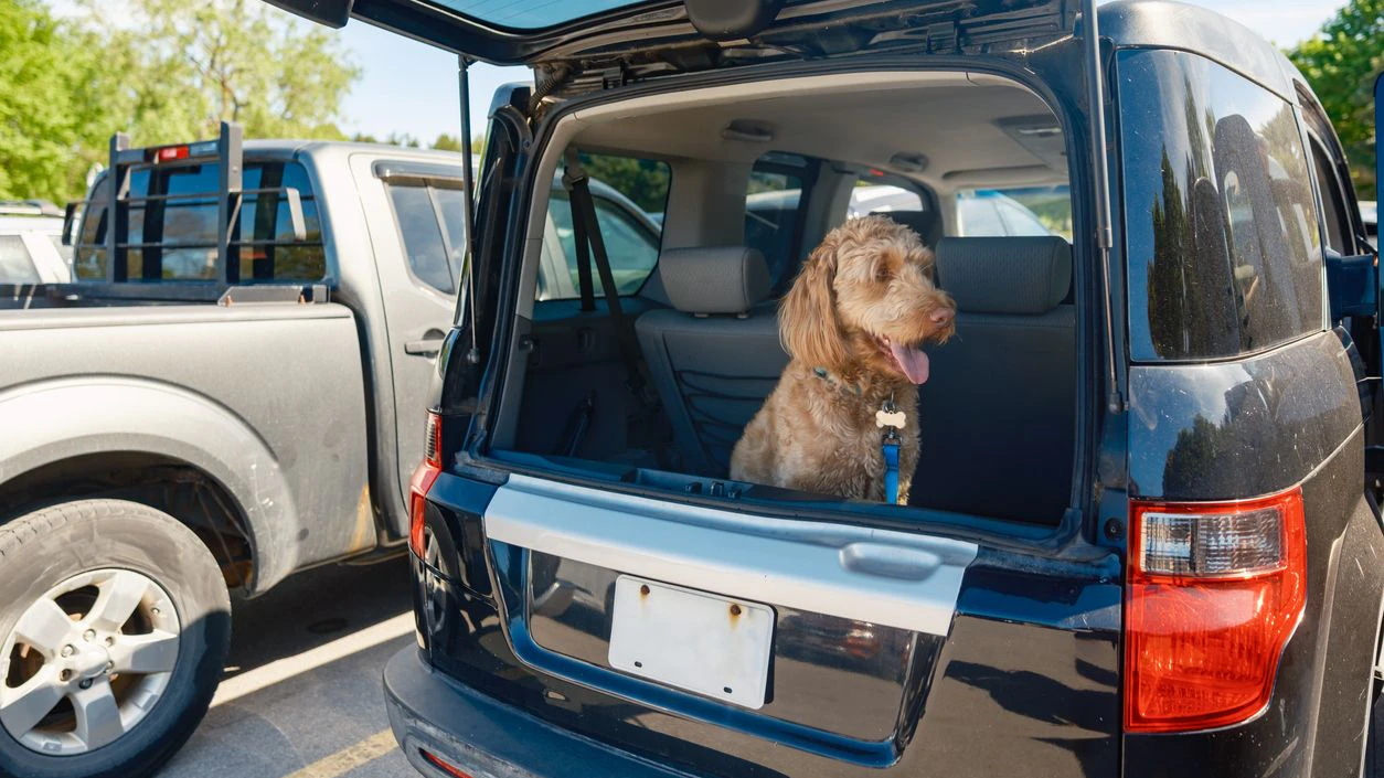 Heute.at - Hund in heißem Auto – Halterin will Strafe nicht zahlen