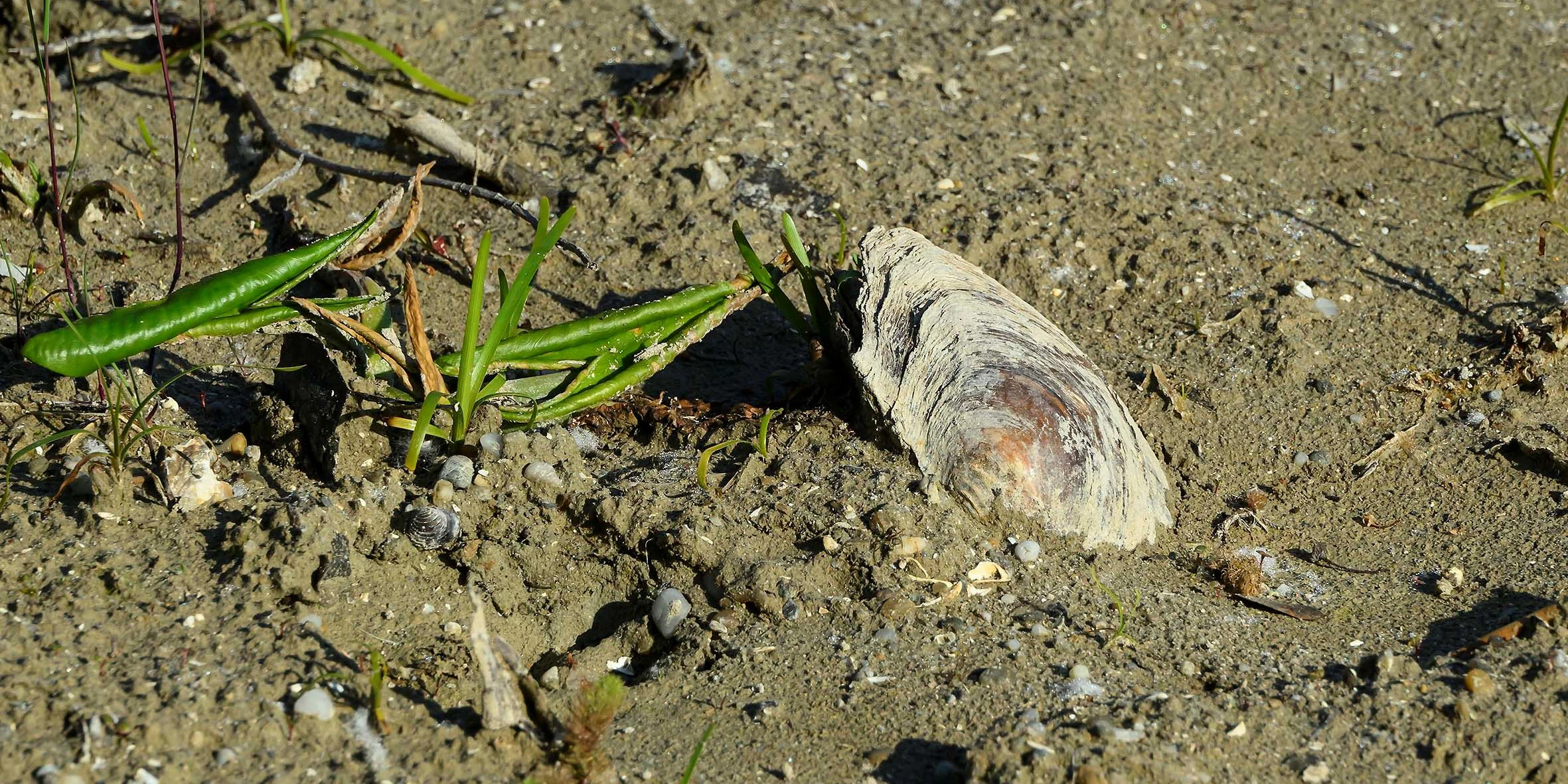  Fische, Teichmuscheln und Schildkröten sterben elendig. 