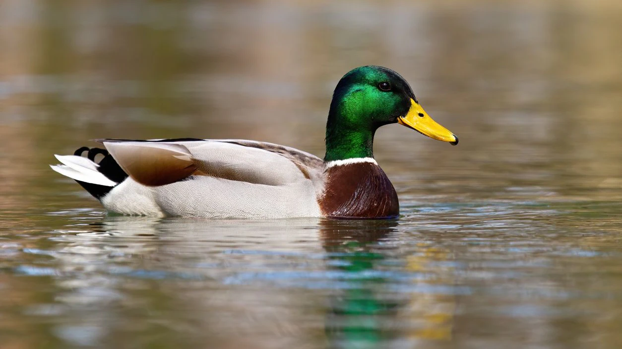 Heute.at - Badeteich Laxenburg nach toten Enten wieder geöffnet