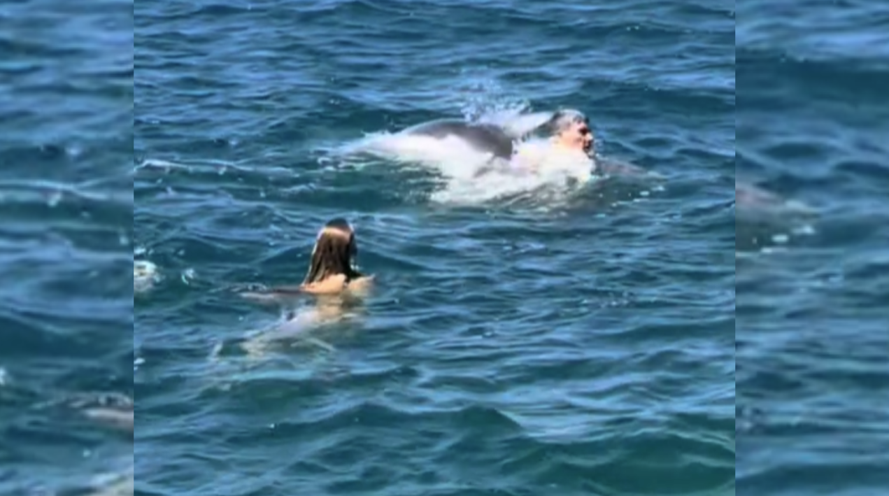 Delfin 