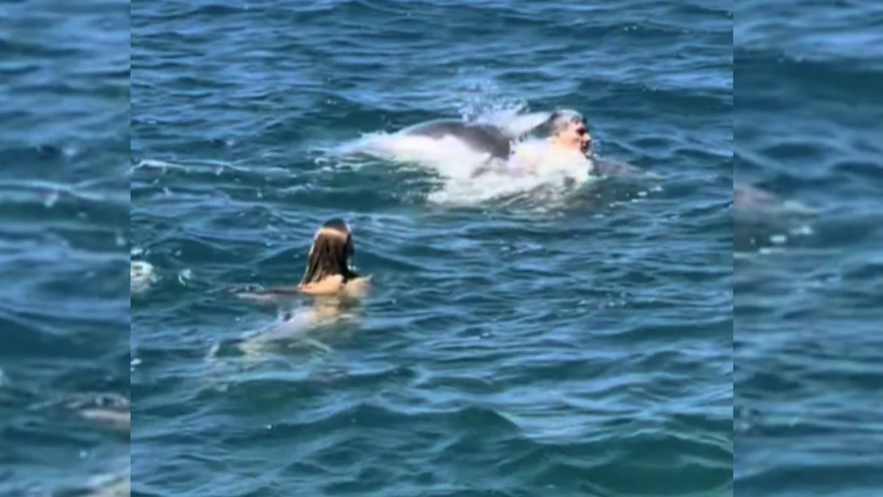 Heute.at - Delfin Oliver in Kroatien wollte nur spielen