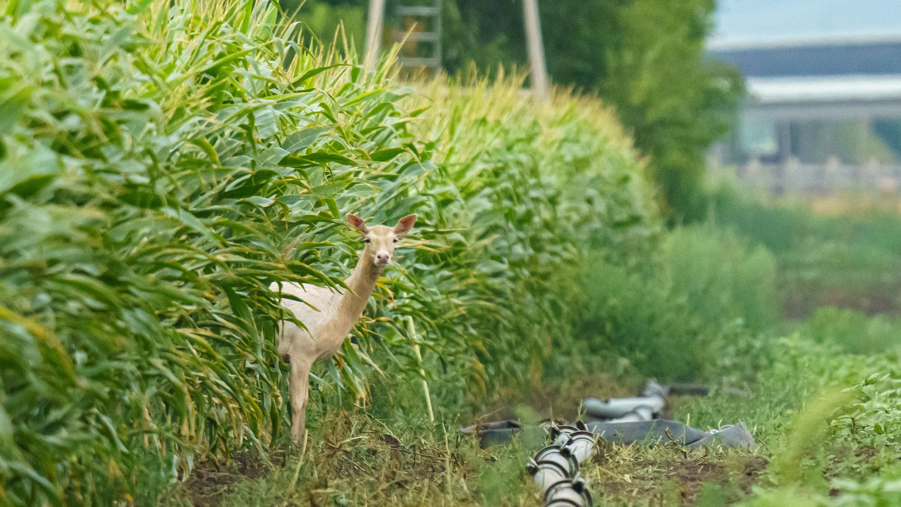 Was für ein Anblick! Durch die fehlende Tarnung haben es leuzistische Tiere oftmals sehr schwer. 