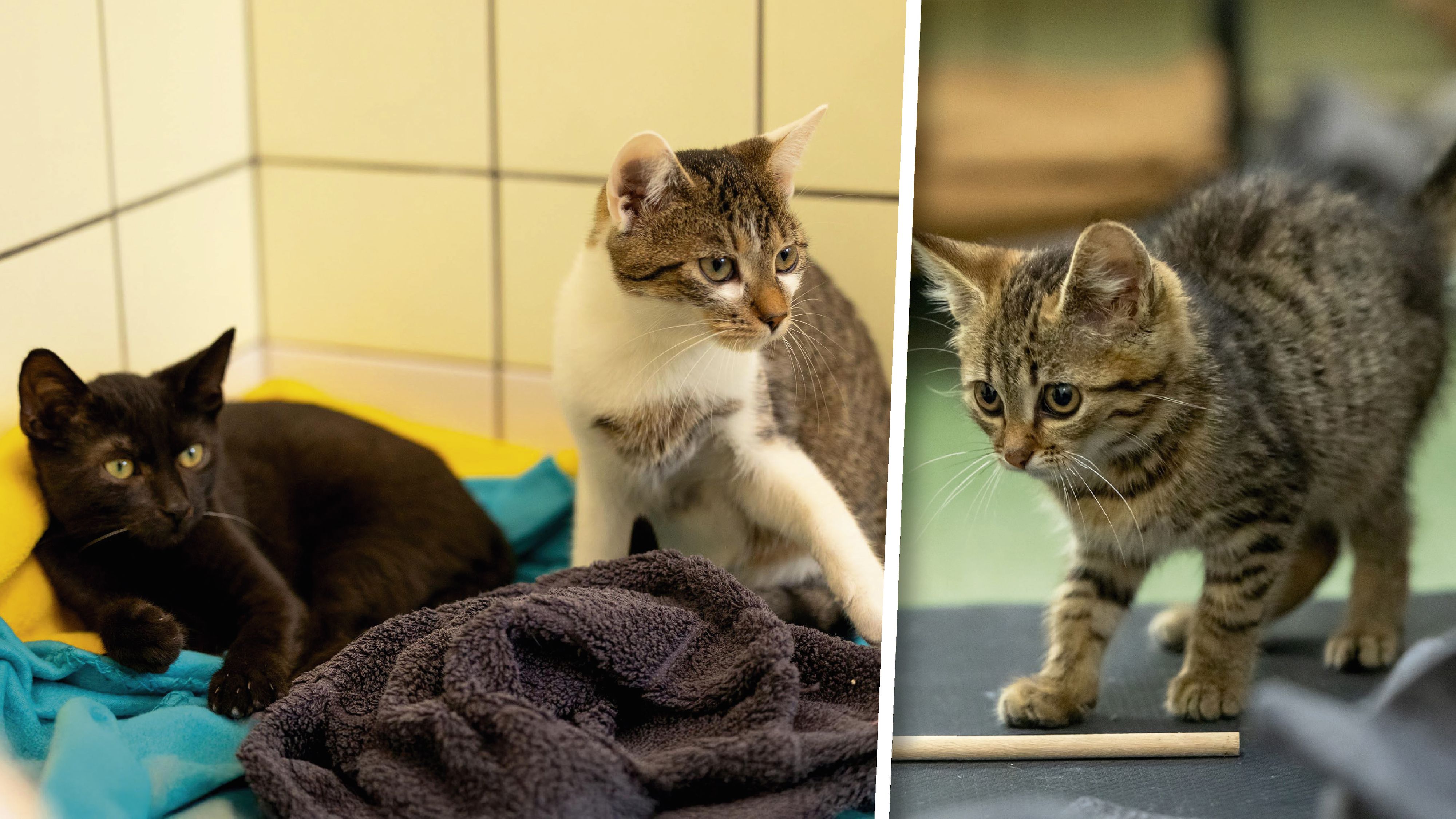 Der Sommer ist eine herausfordernde Zeit für die Katzenwelt.