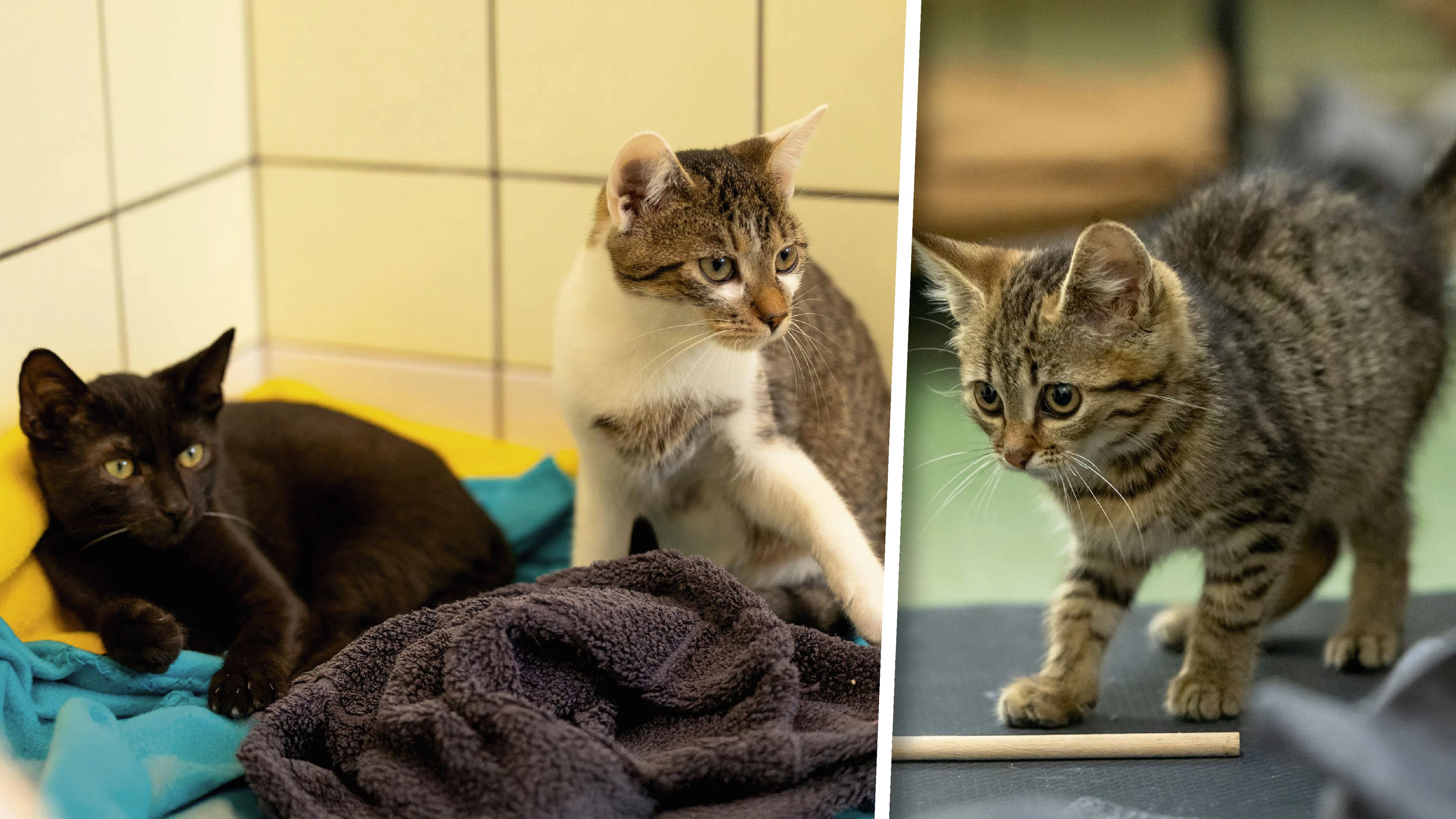 Heute.at - Kittenflut – Jedes freie Eck in unserem Heim belegt