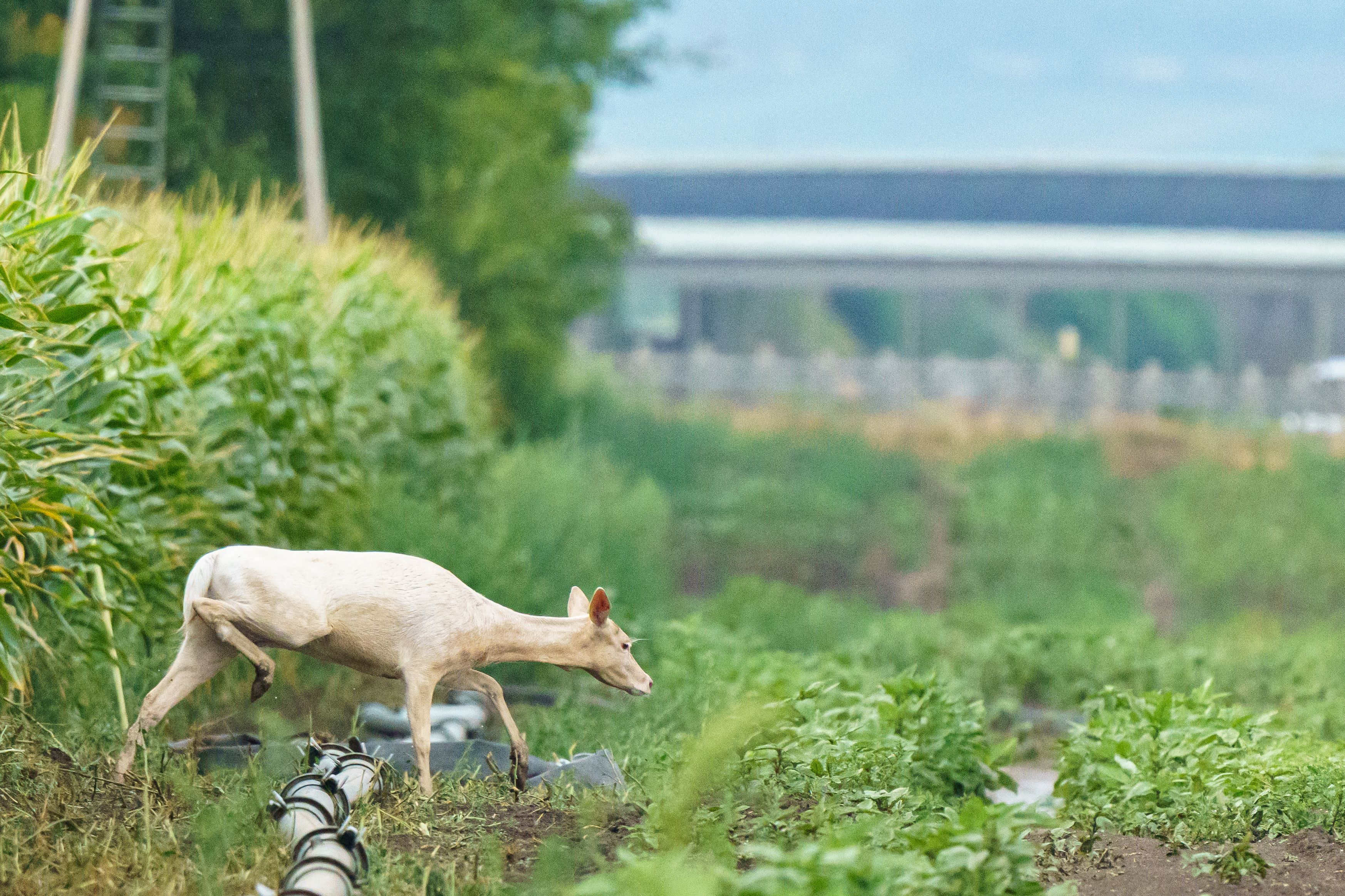 Heute.at - Weiße Hirschkuh sorgt in der Donaustadt für Staunen