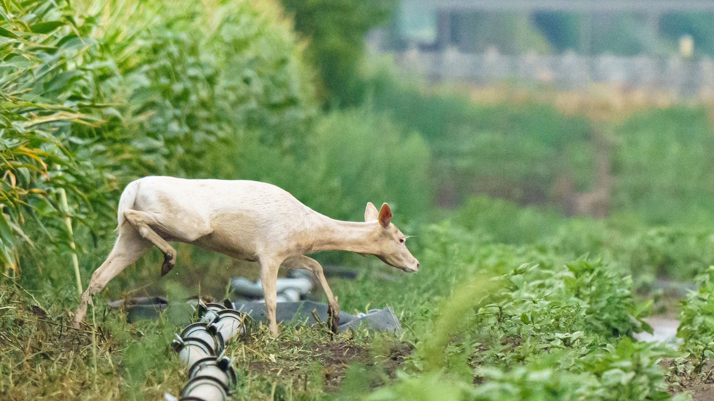Heute.at - Weiße Hirschkuh sorgt in der Donaustadt für Staunen