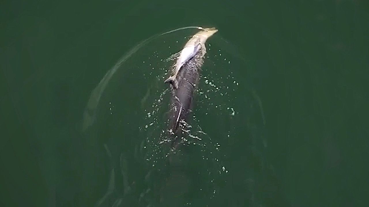 Heute.at - Delfinmama trägt totes Baby tagelang durch den Ozean