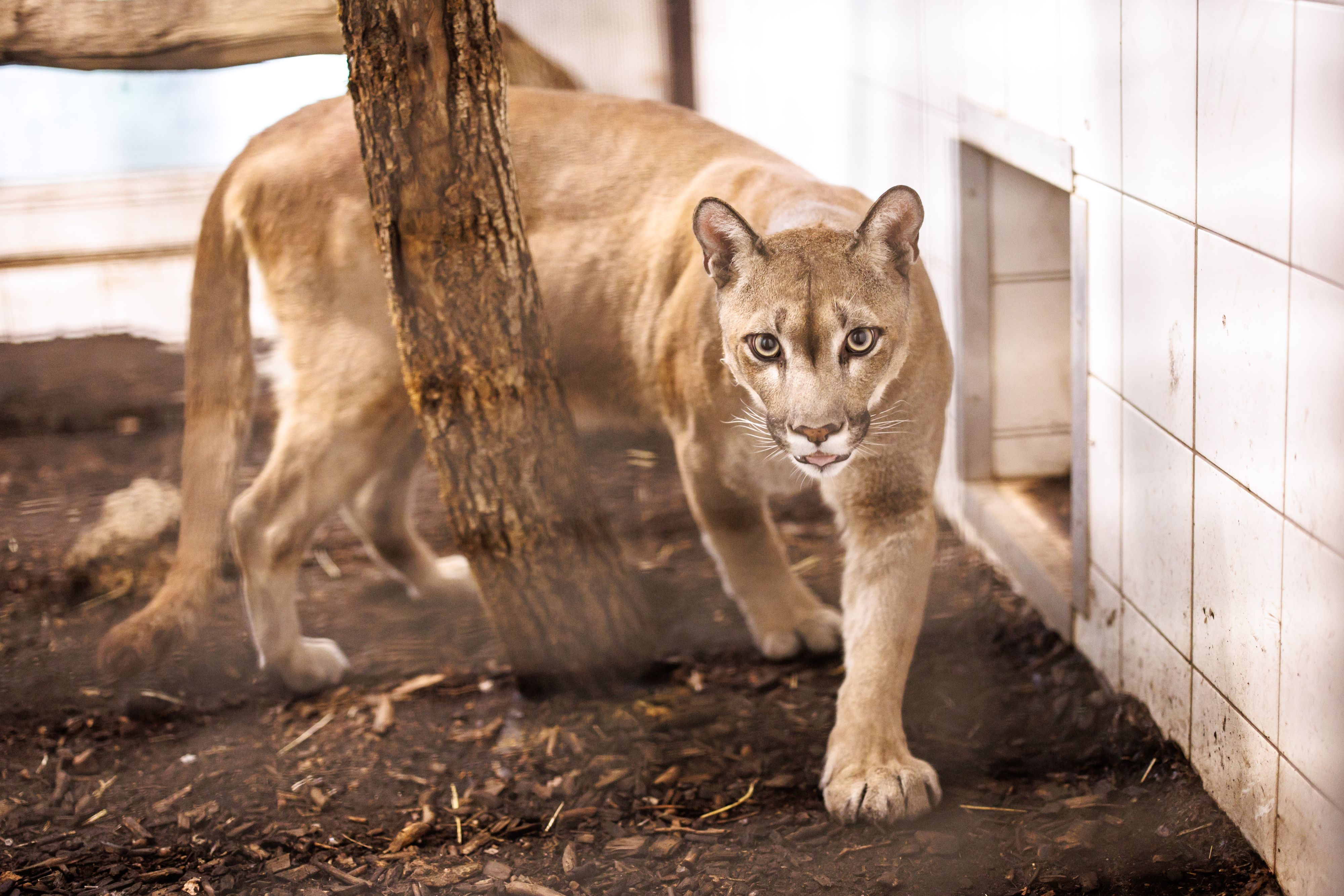 Heute.at - Puma Pele: Vom Schmuggelopfer zum Star in Herberstein