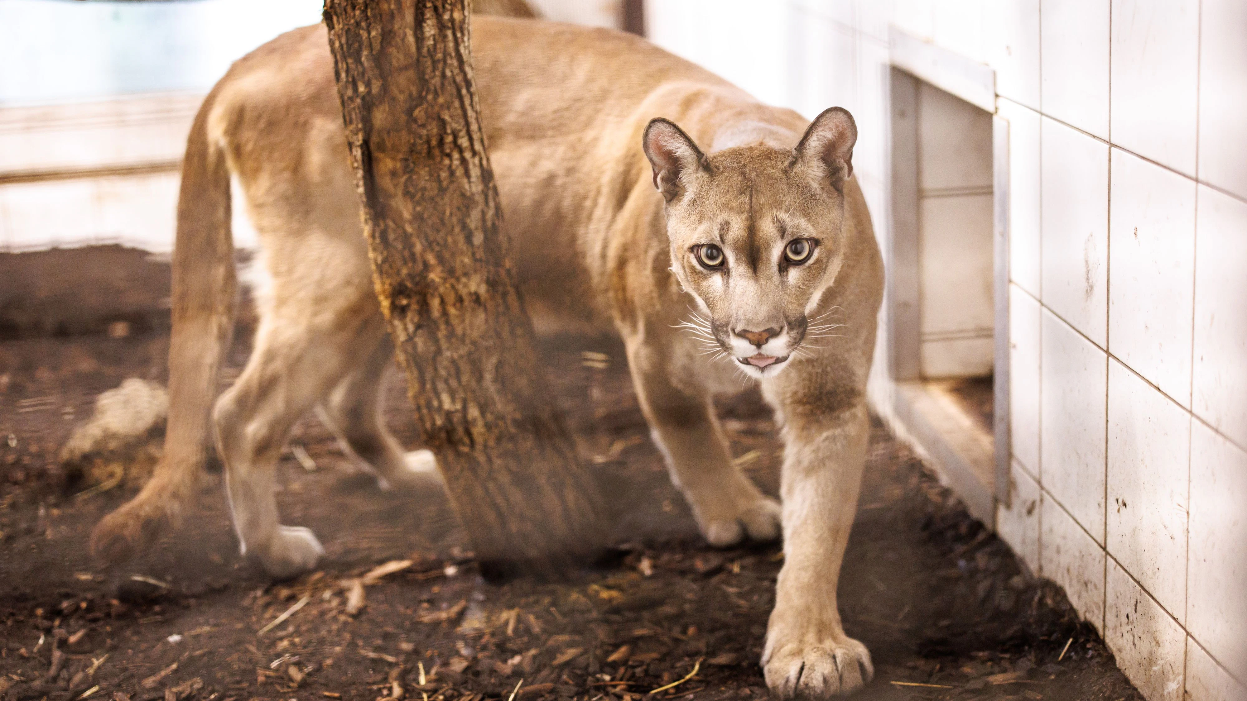 Heute.at - Puma Pele: Vom Schmuggelopfer zum Star in Herberstein