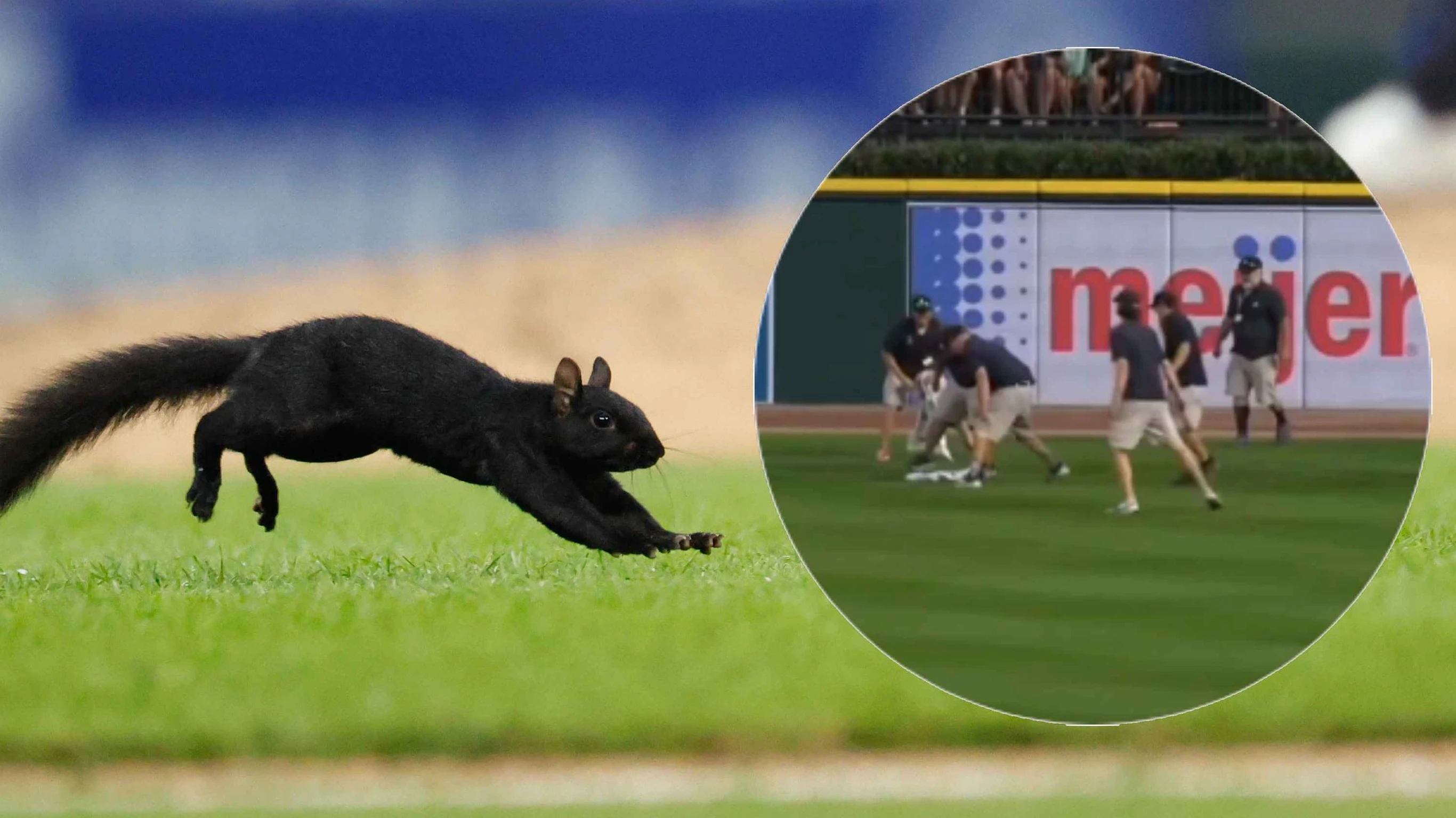 Heute.at - Entflohenes Eichhörnchen terrorisiert Baseball-Spiel
