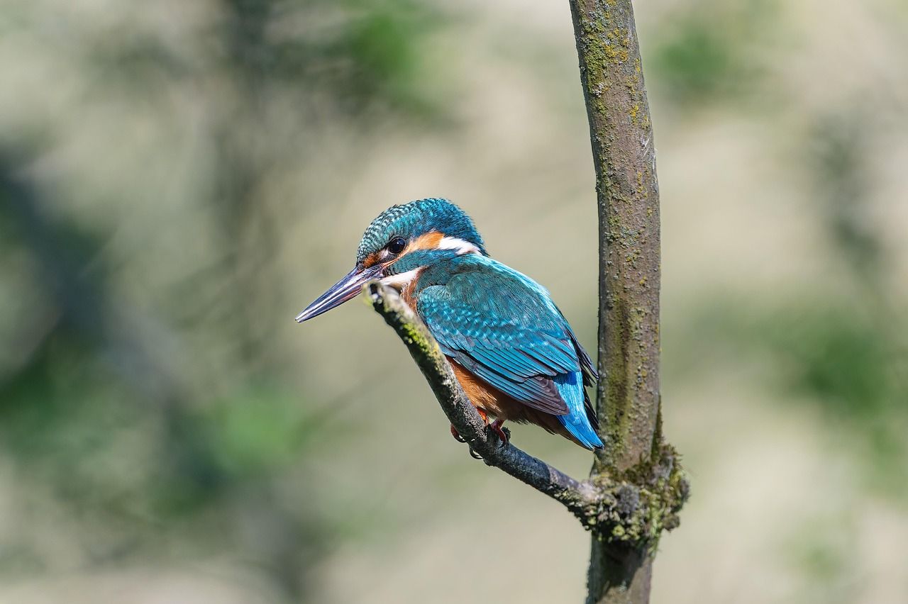 Eisvogel in der Natur