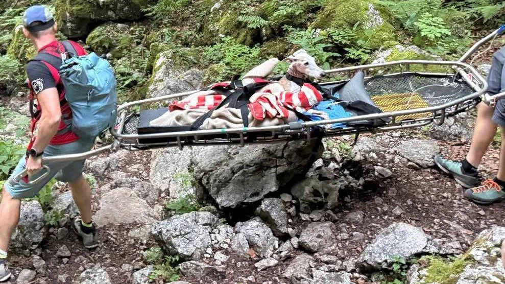 Heute.at - Beinbruch: Bergrettung bringt Hund ins Tal