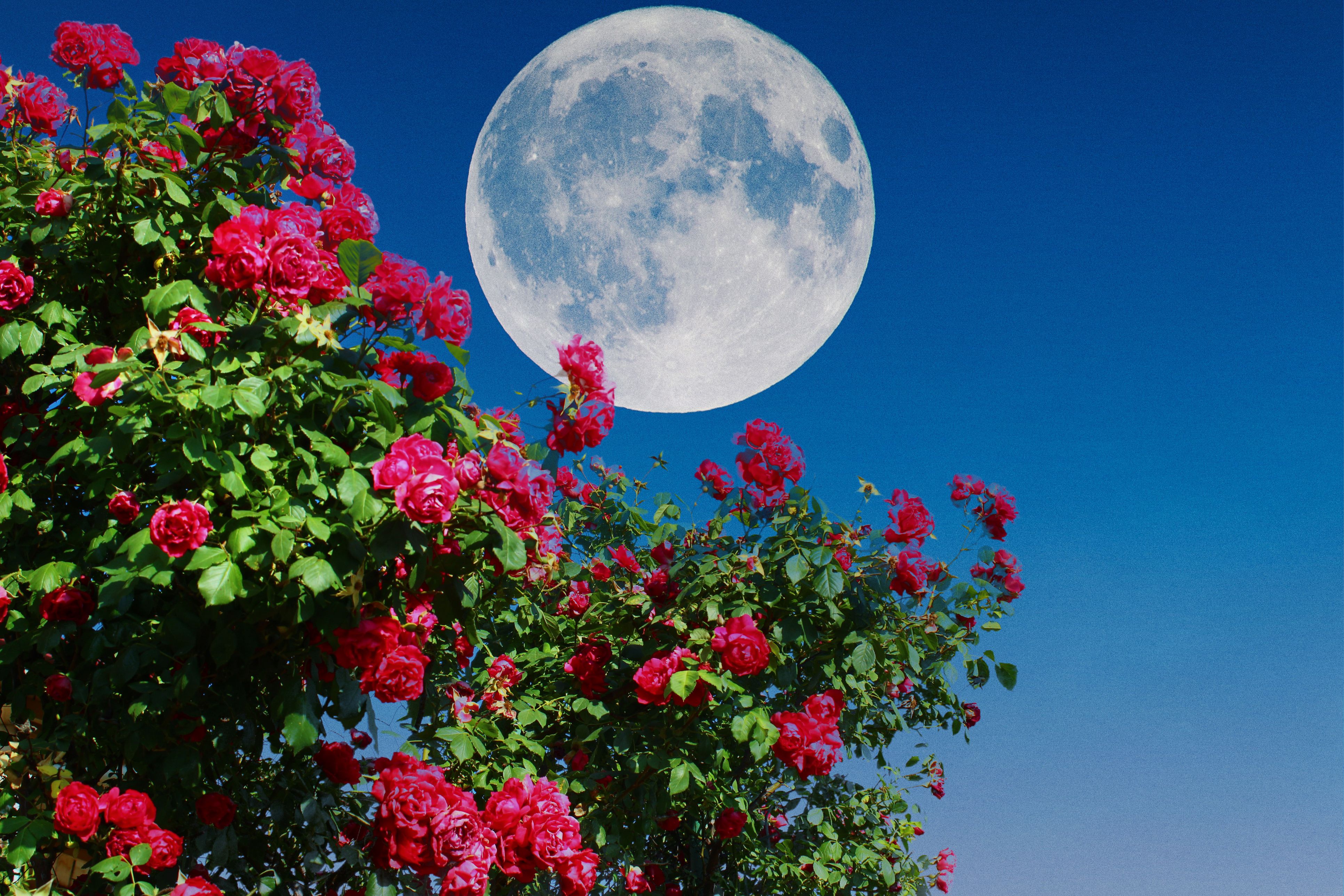 Wenn der Vollmond aufgeht, beginnt für viele Hobbygärtner die beste Zeit zum Ernten, Düngen und Pflegen.