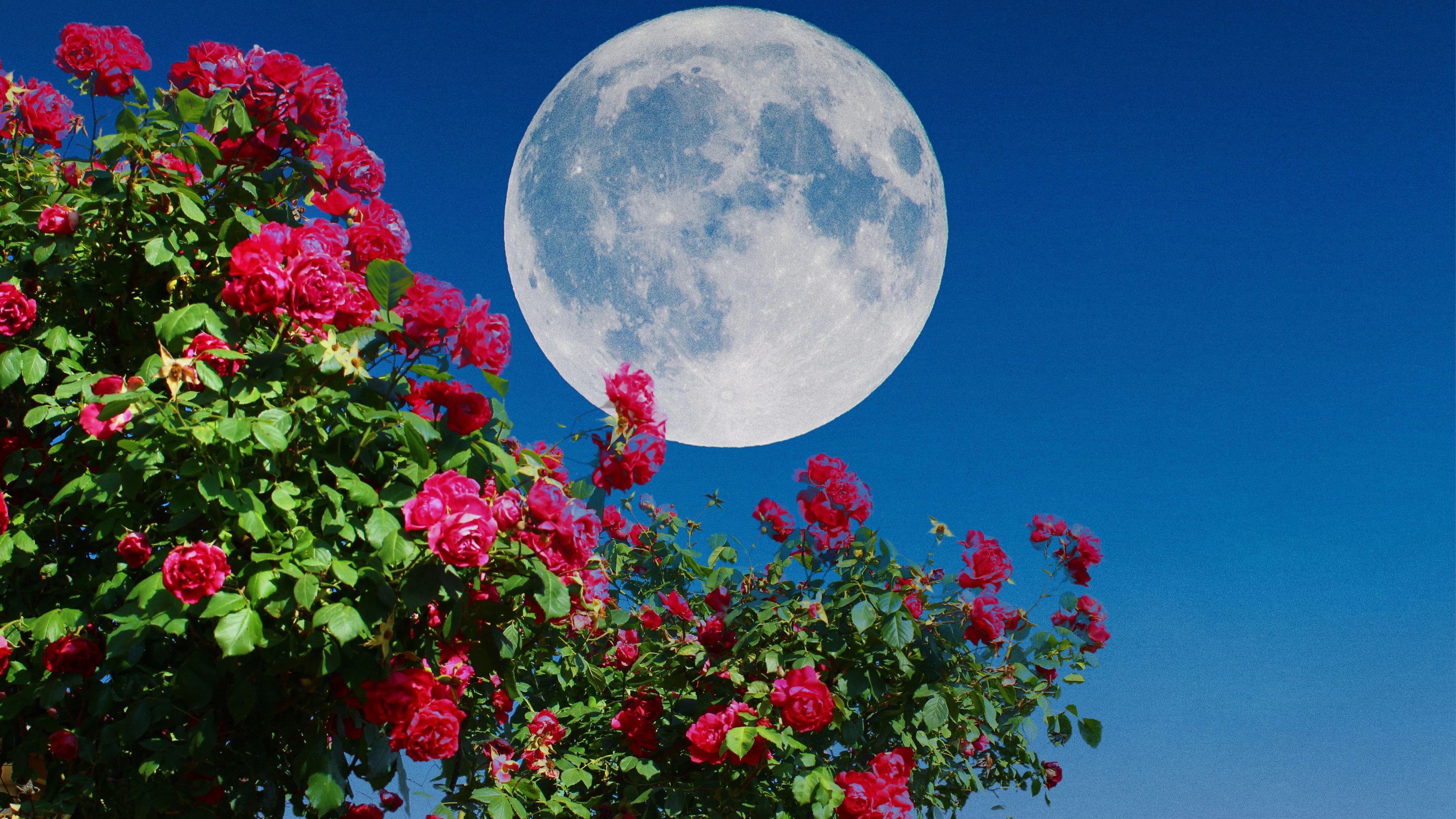 Heute.at - Vollmond: Was du im Garten tun solltest – und was nicht