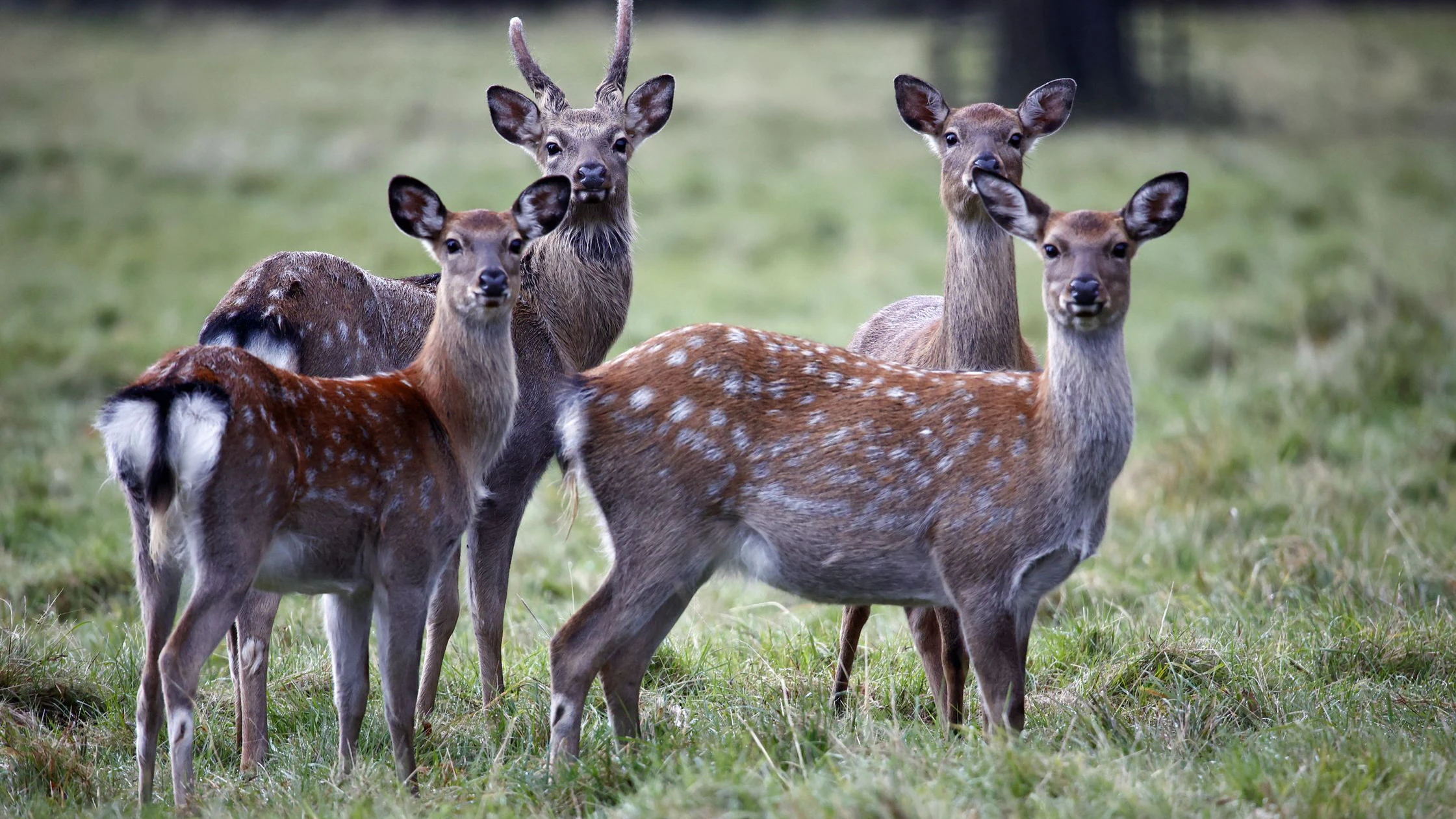 Heute.at - Neues EU-Gesetz lässt Landwirte um ihre Tiere bangen