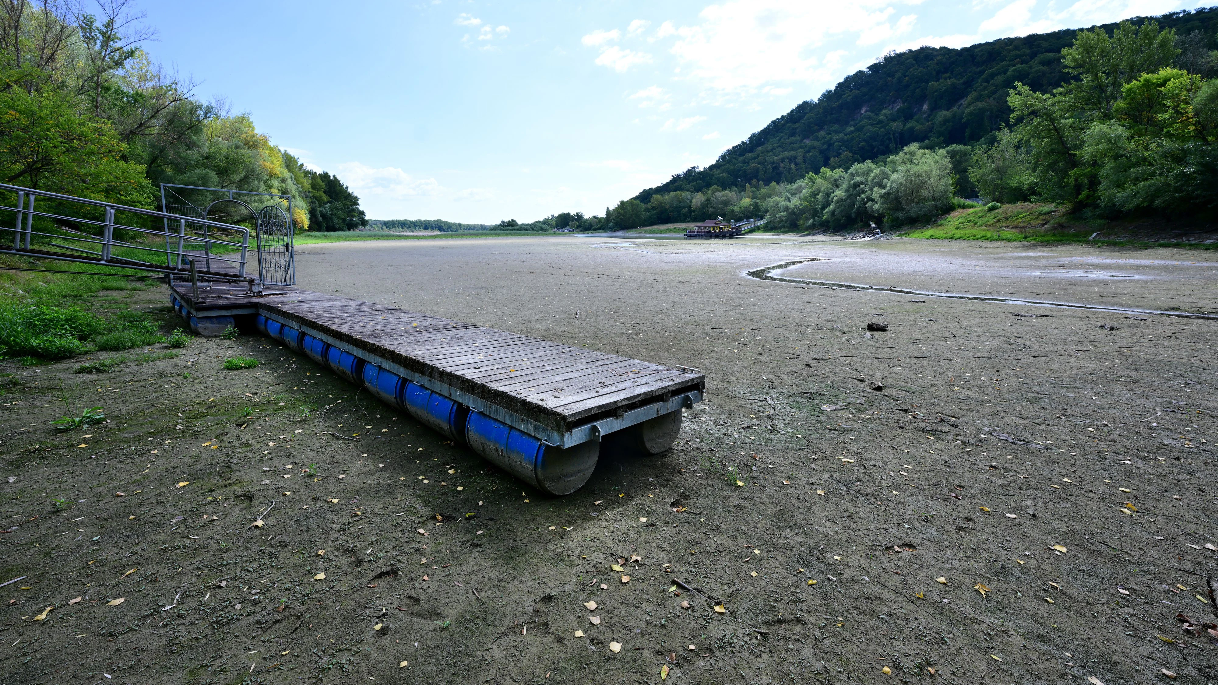 Heute.at - Fischsterben in Donau: Problem immer dramatischer