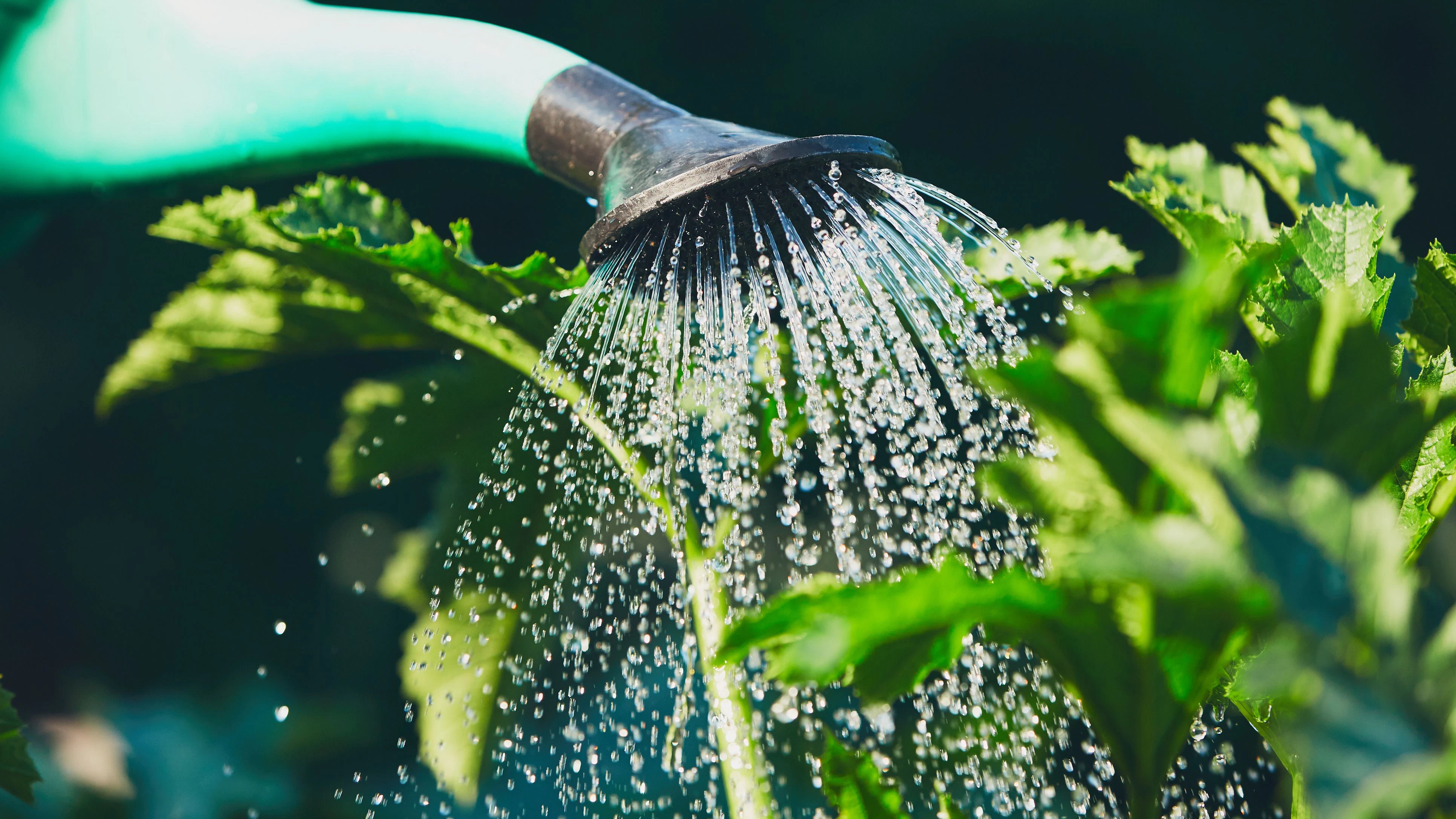 Heute.at - So viel Wasser brauchen deine Pflanzen jetzt wirklich