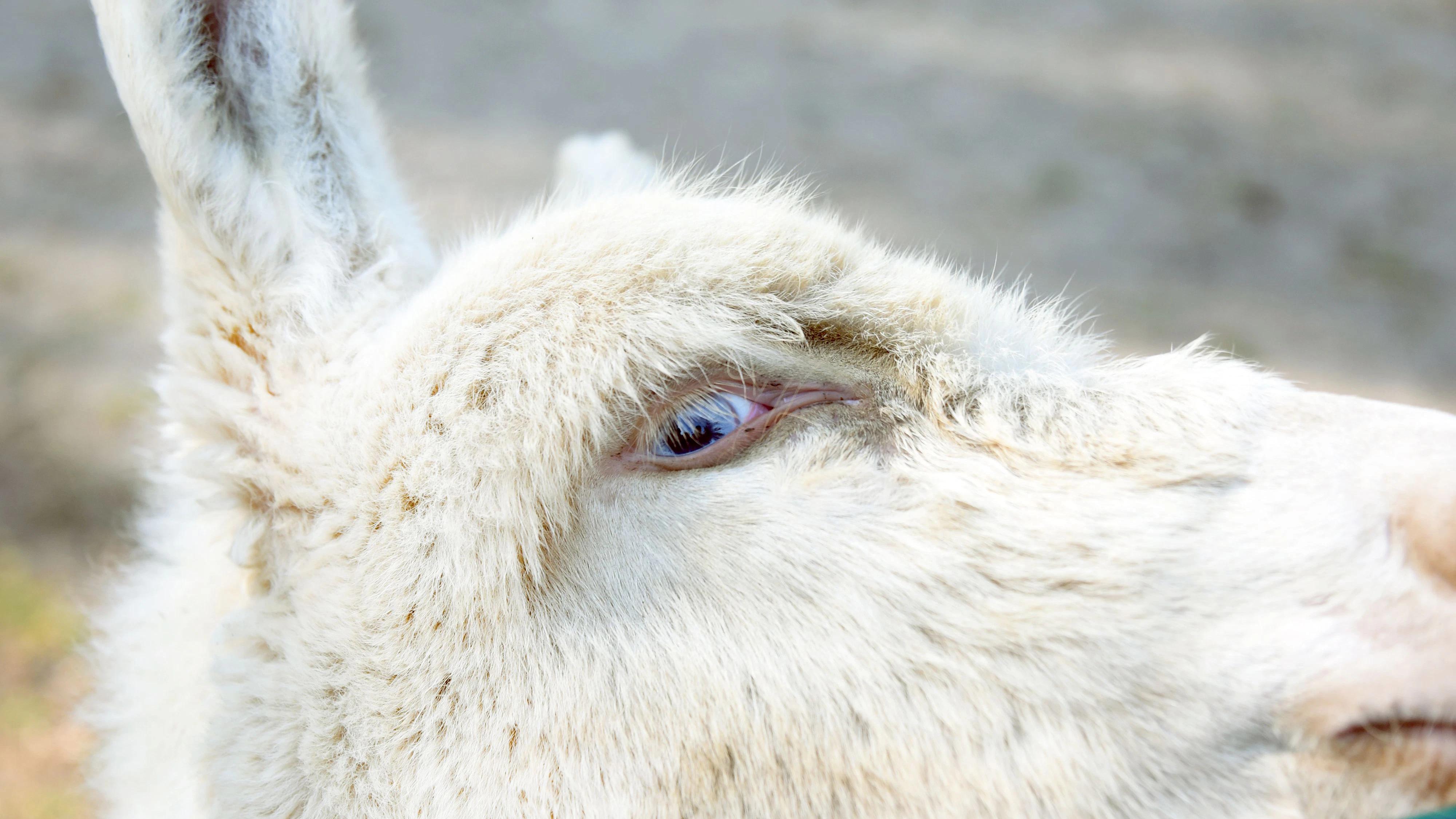 Die blauen Augen und die helle Fellfarbe sind die offensichtlichsten Merkmale der Barock-Esel. 