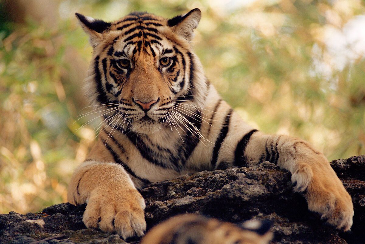 Heute.at - Nur noch 5.500 Tiger in Freiheit, doch es gibt Hoffnung
