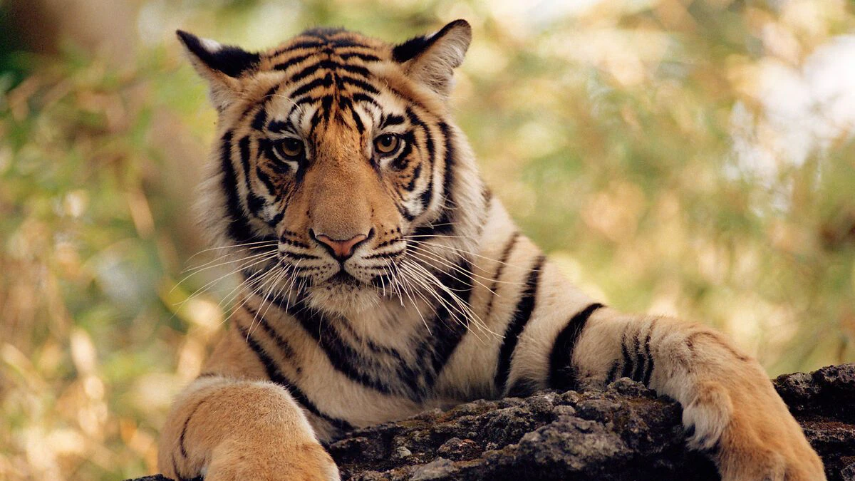 Heute.at - Nur noch 5.500 Tiger in Freiheit, doch es gibt Hoffnung