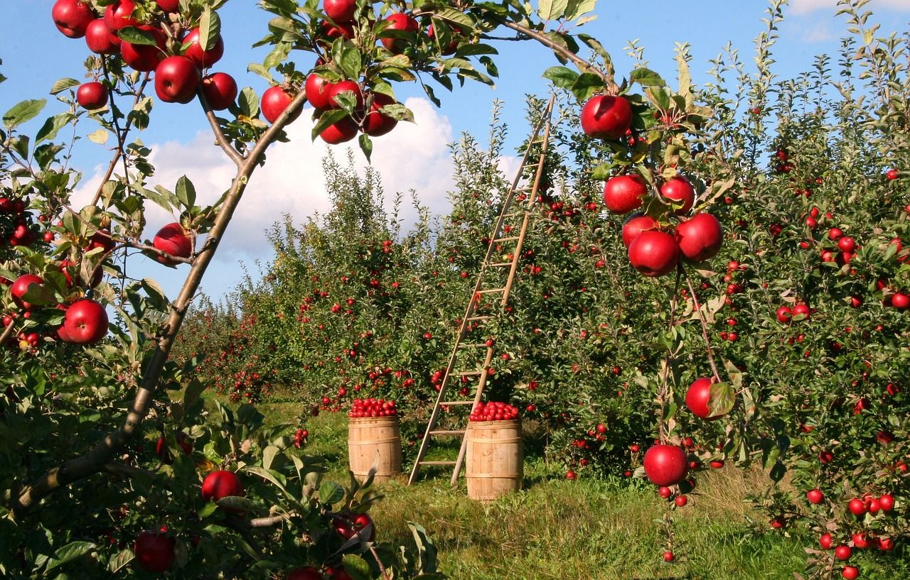 Heute.at - Ernteroboter pflückt alle 6 Sekunden einen Apfel