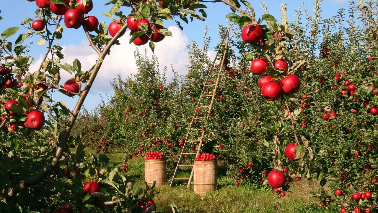 Apfelernte im Obstgarten mit Leiter