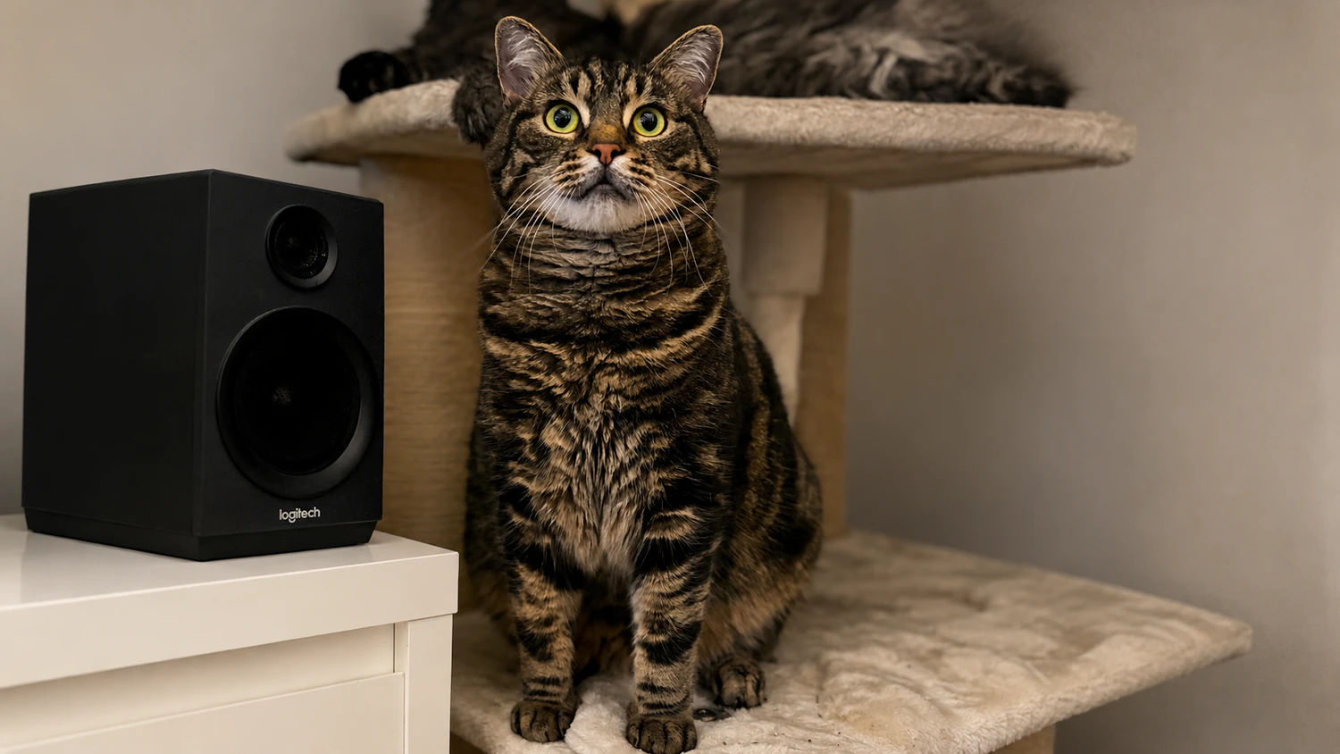 Heute.at - Sorge um Kater Leon – Besitzer versprechen Finderlohn