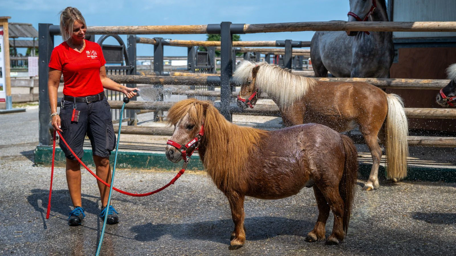 Heute.at - Tipps von den Aiderbichl-Profis! So kühlst du Tiere ab