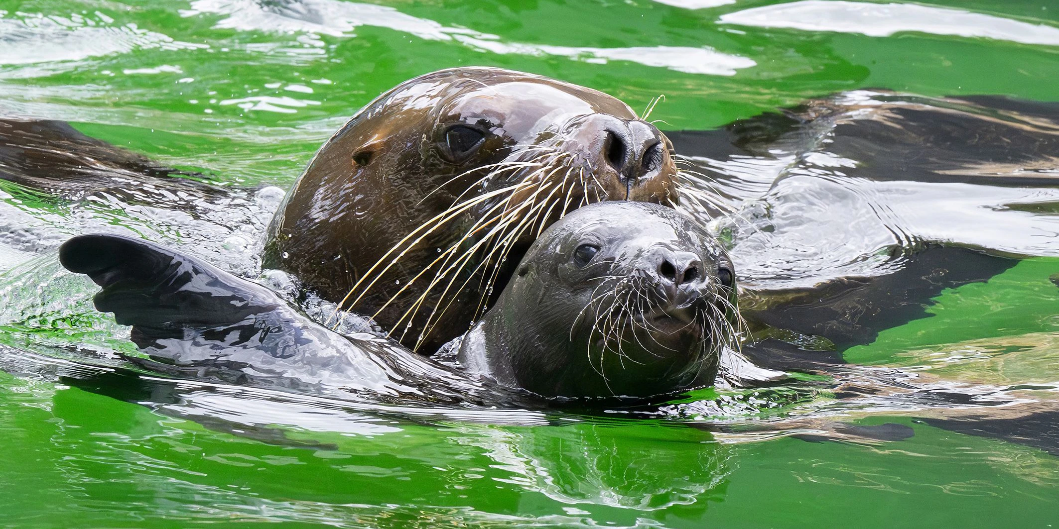 Der Schwimmunterricht ist ein Klacks für die kleinen Robben. 