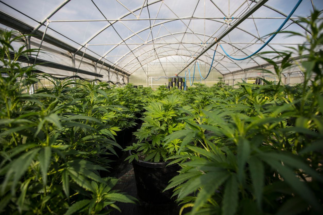 Die Ermittler stellten u.a. eine Cannabis-Aufzuchtanlage sicher. (Symbolbild)