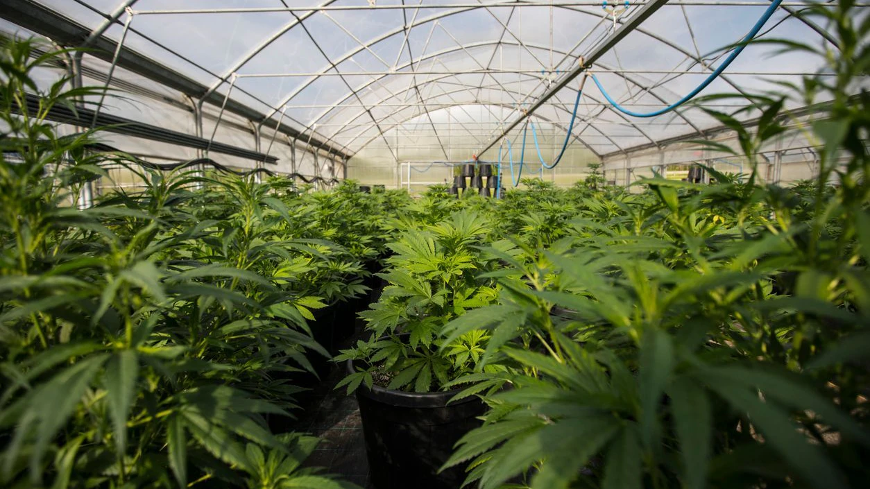 Heute.at - Cannabis, Kokain, Waffen – Schlag gegen Drogenbande