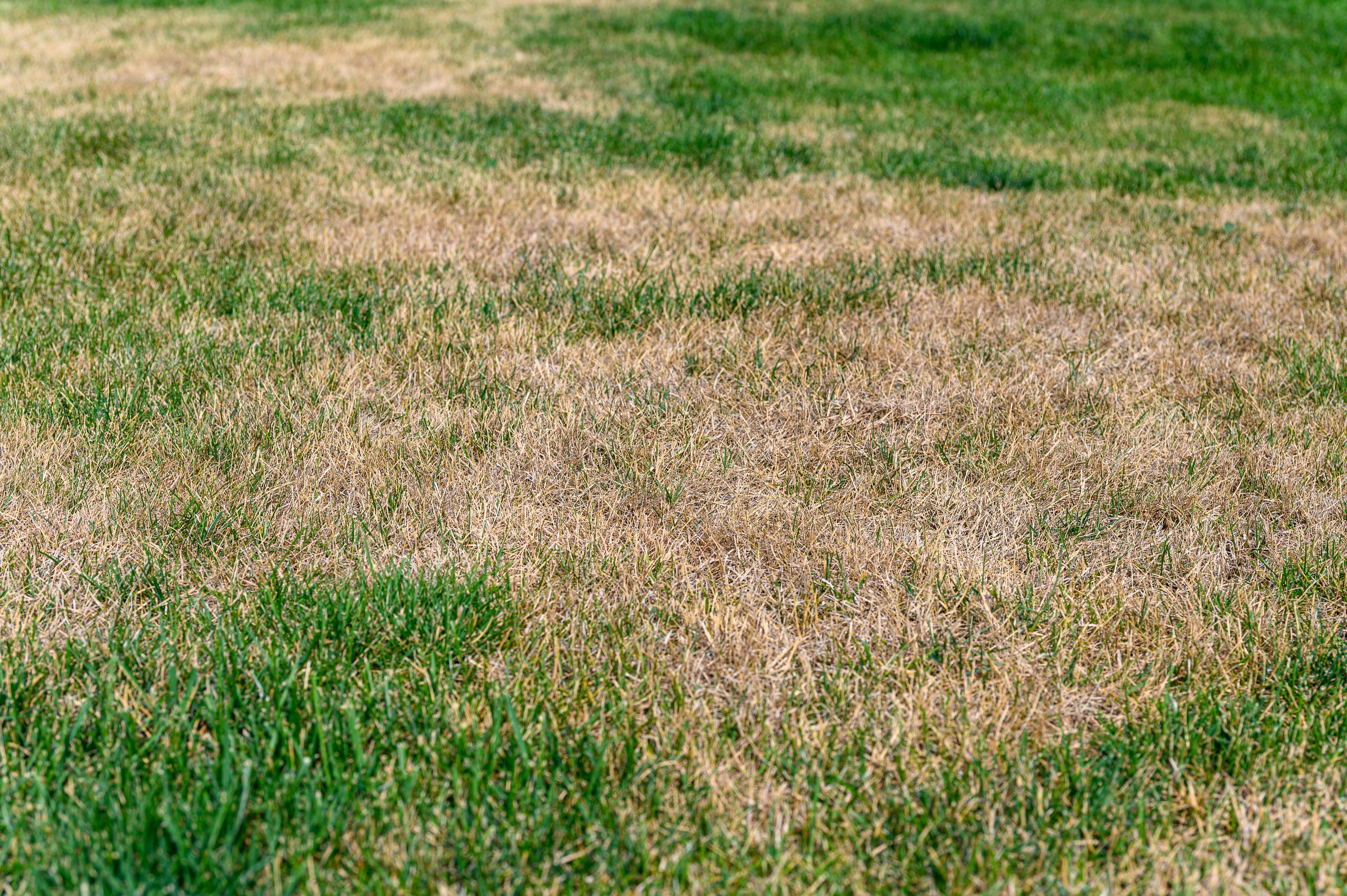 Heute.at - Experte: Nicht gießen rettet den Garten